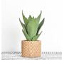 Aloe in Pot