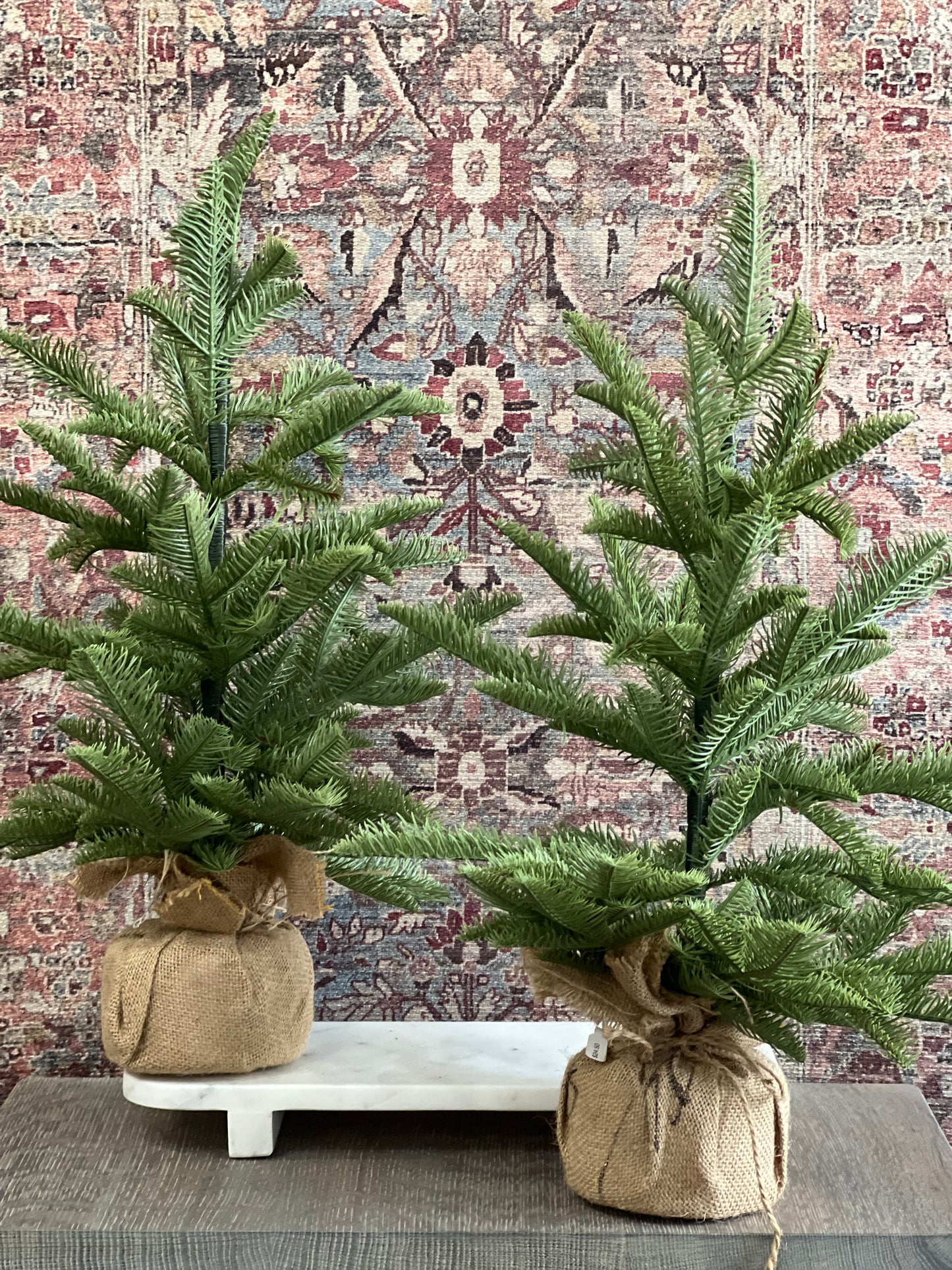 20" Spruce in Burlap