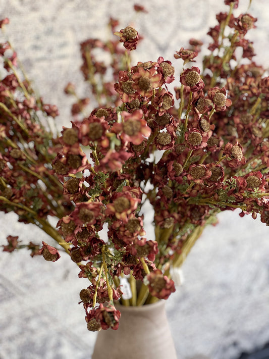 Maroon Mini Daisy Spray