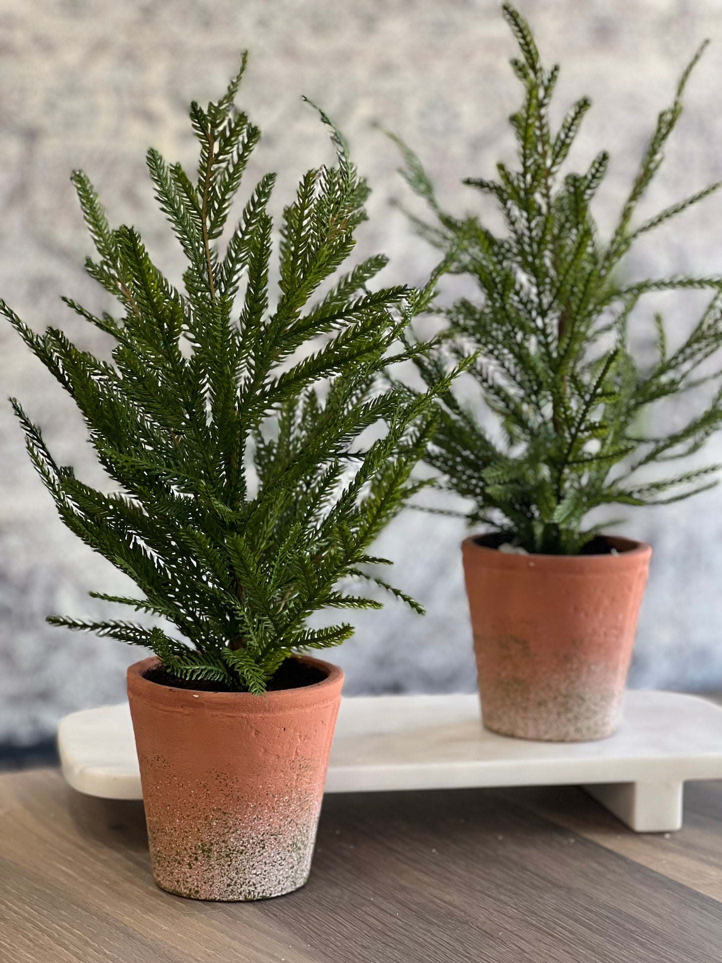 15" Pine Tree in Terra Cotta Pot