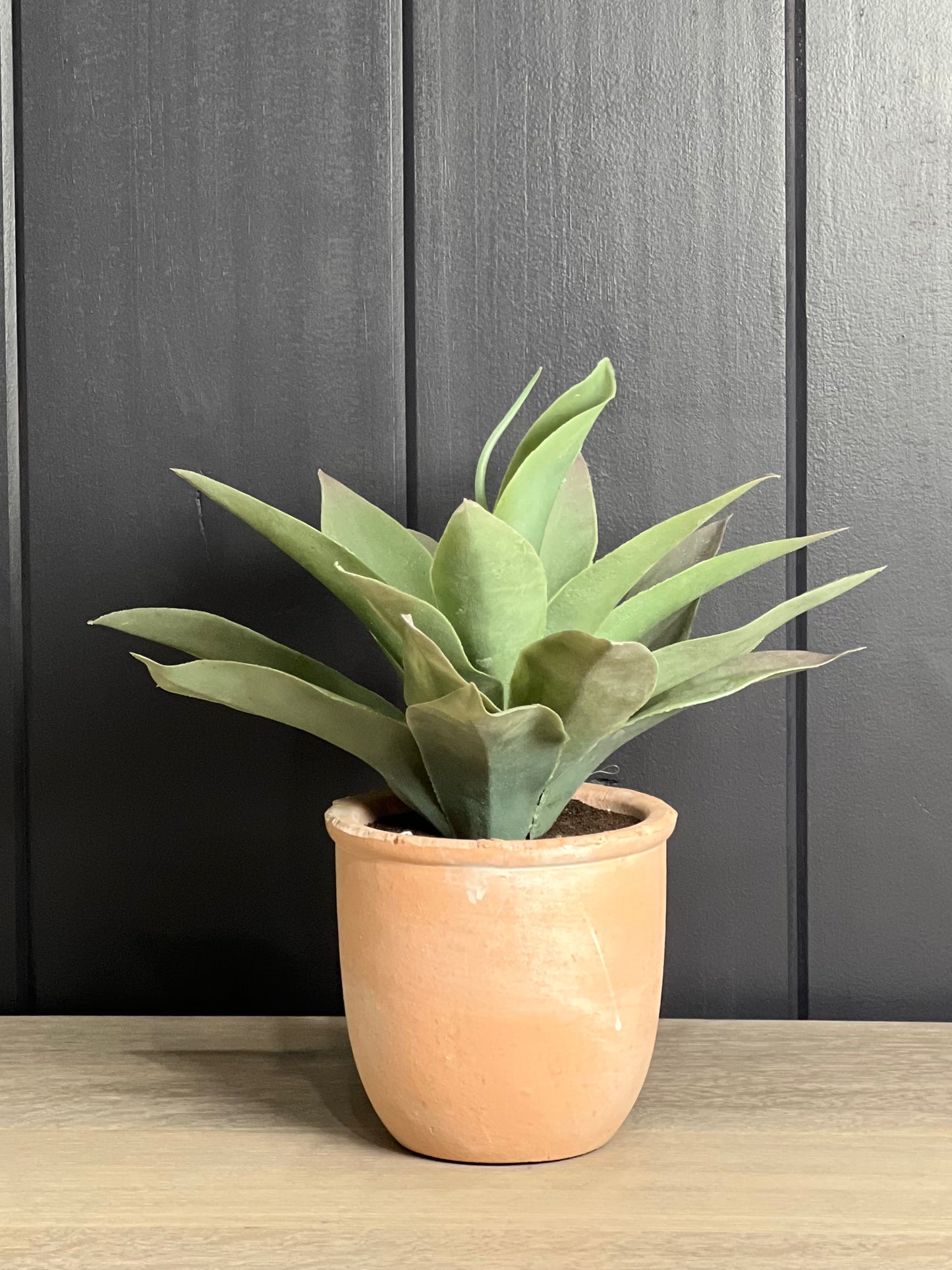 Potted Pilea