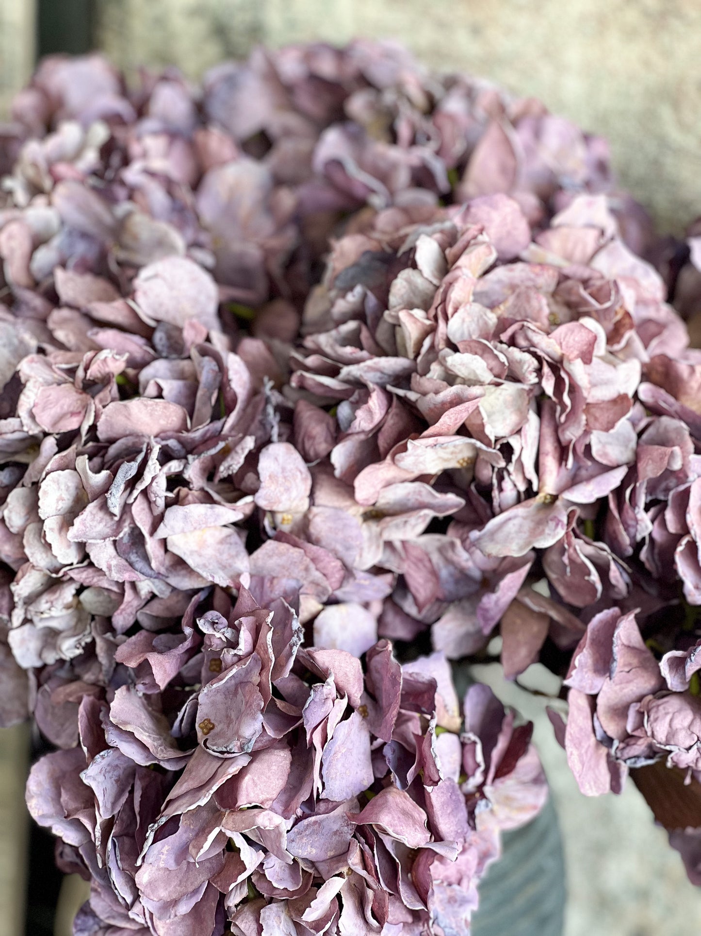 Empire Hydrangea-Purple
