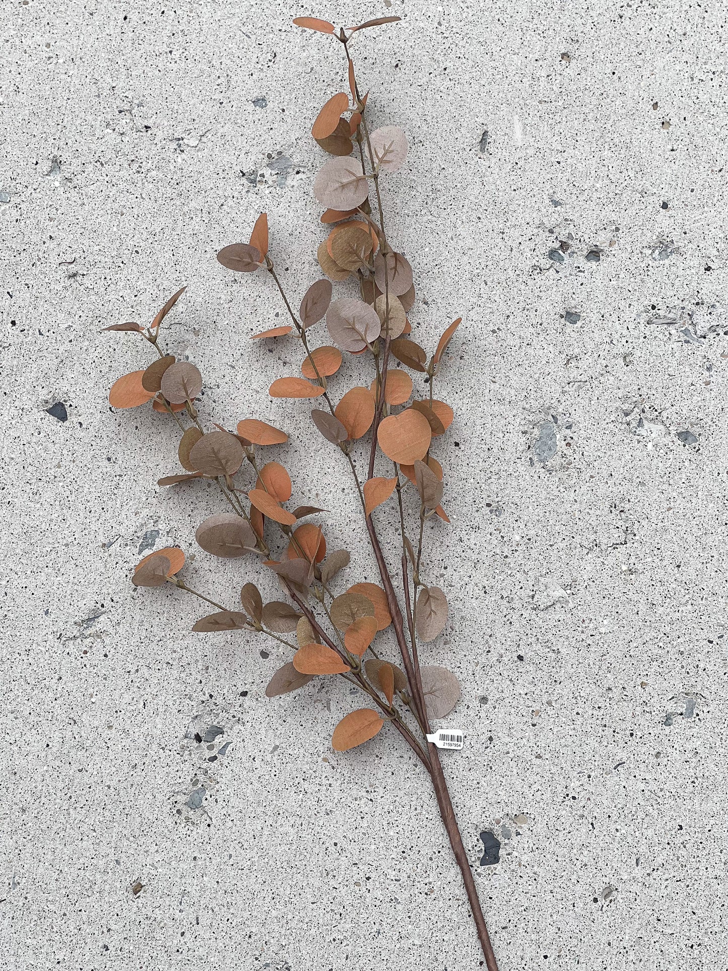 34 Inch Rust Eucalyptus