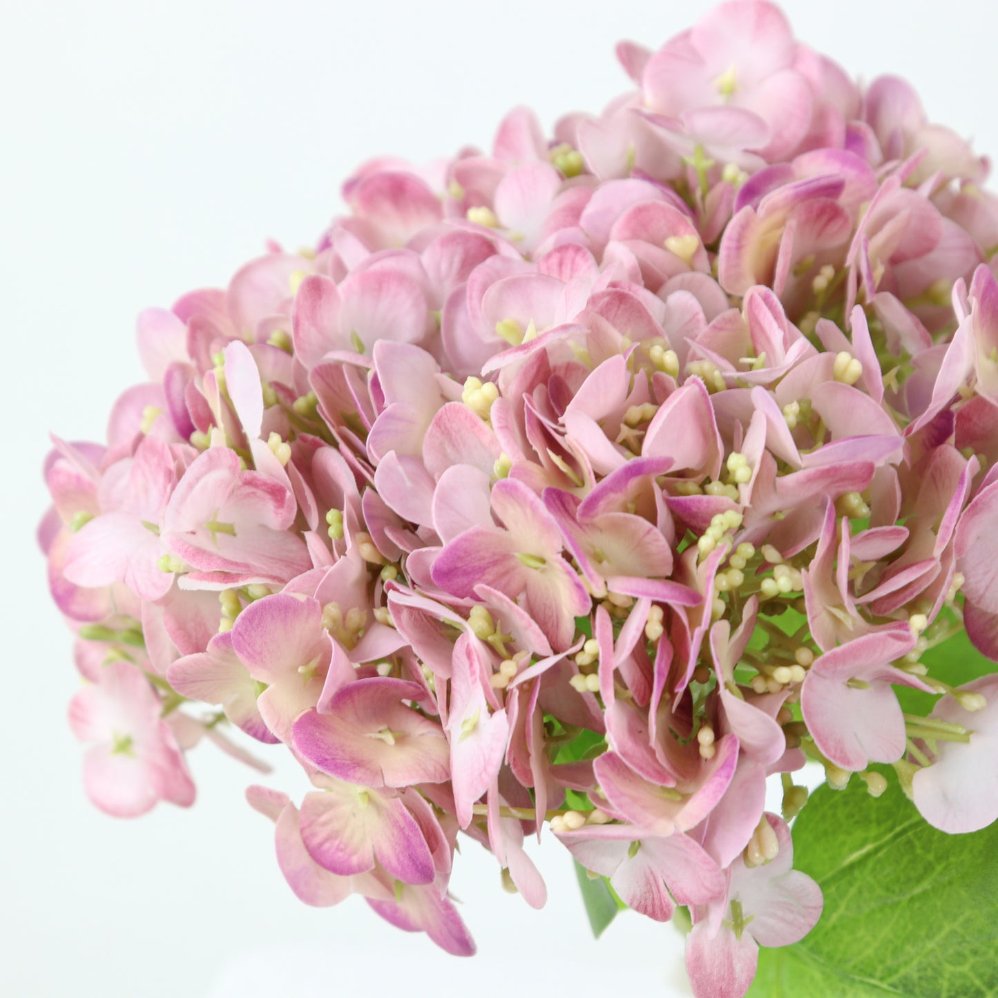 Blush Hydrangea Bunch