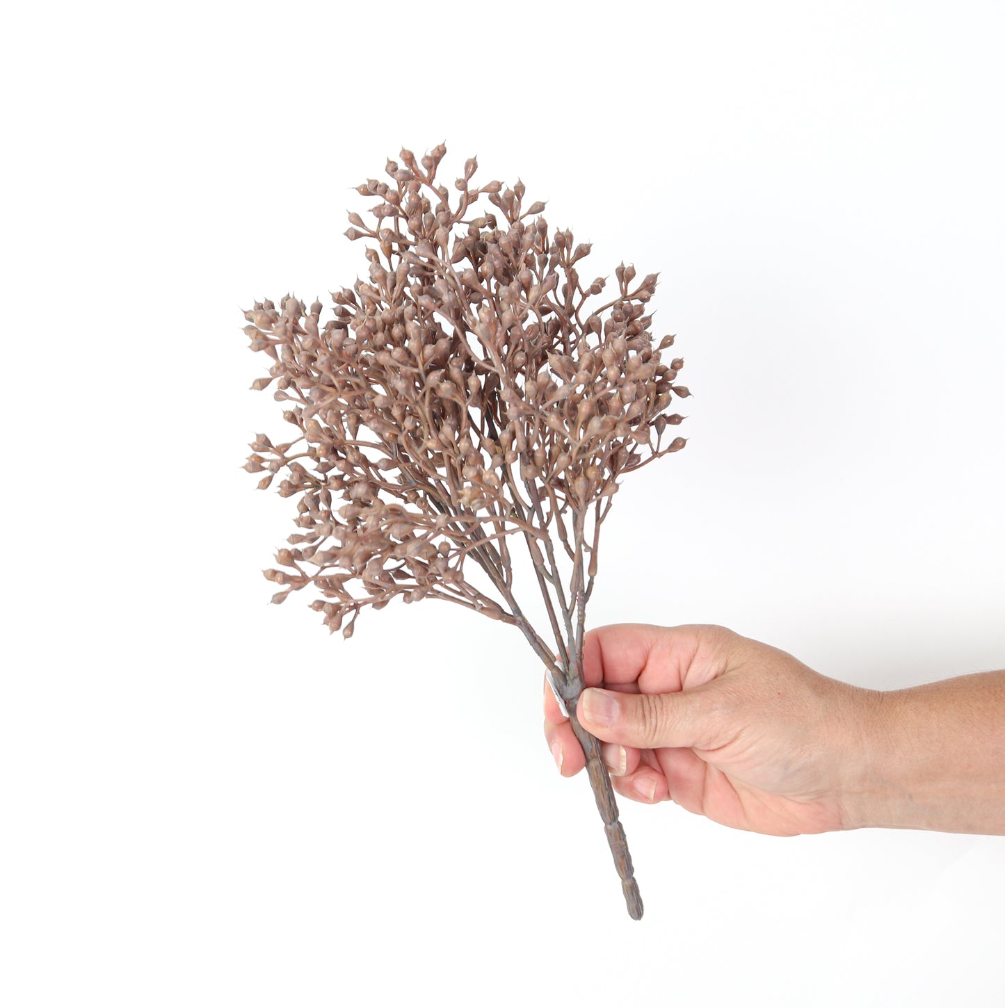Seed Bush
