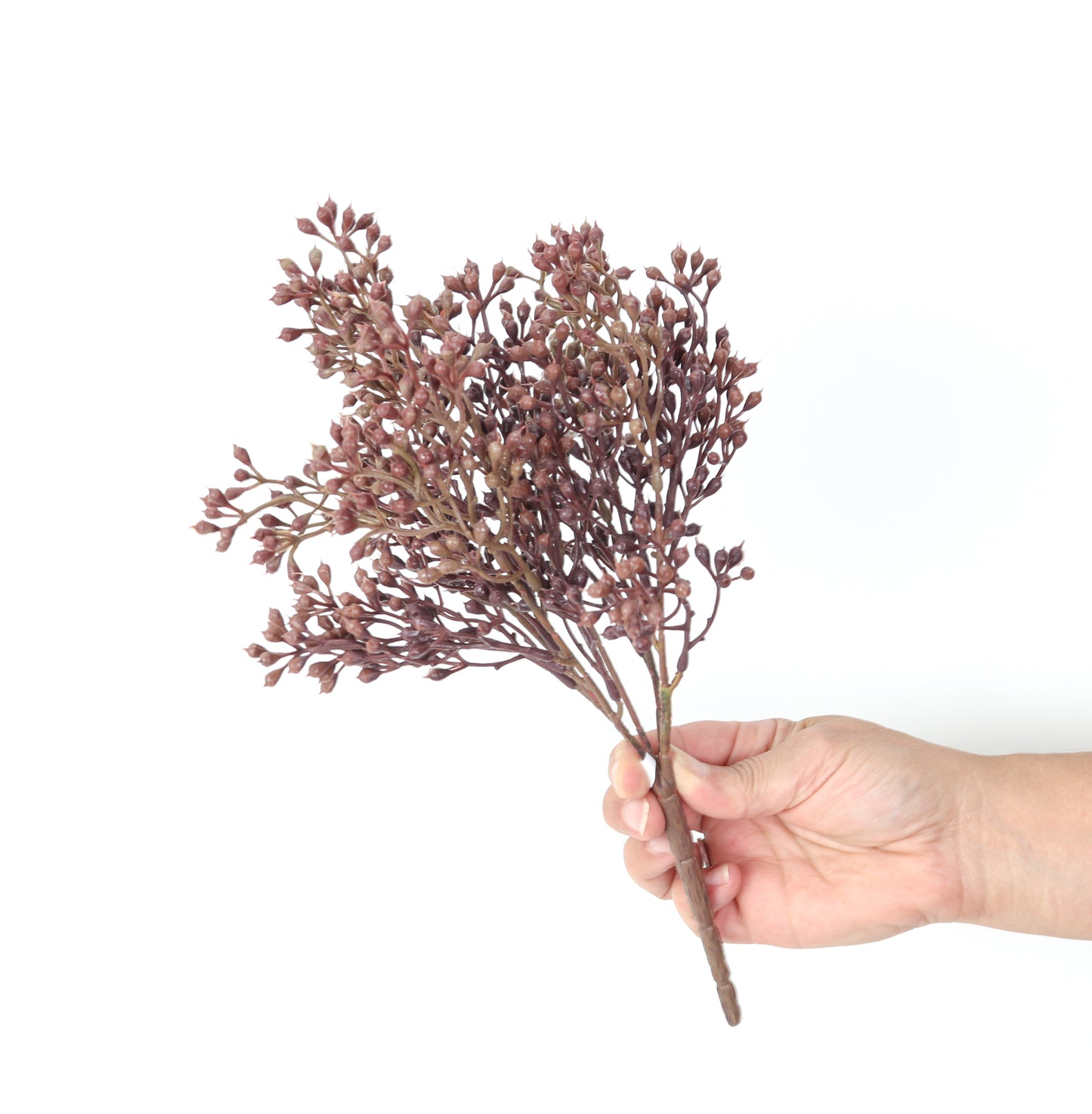 Seed Bush