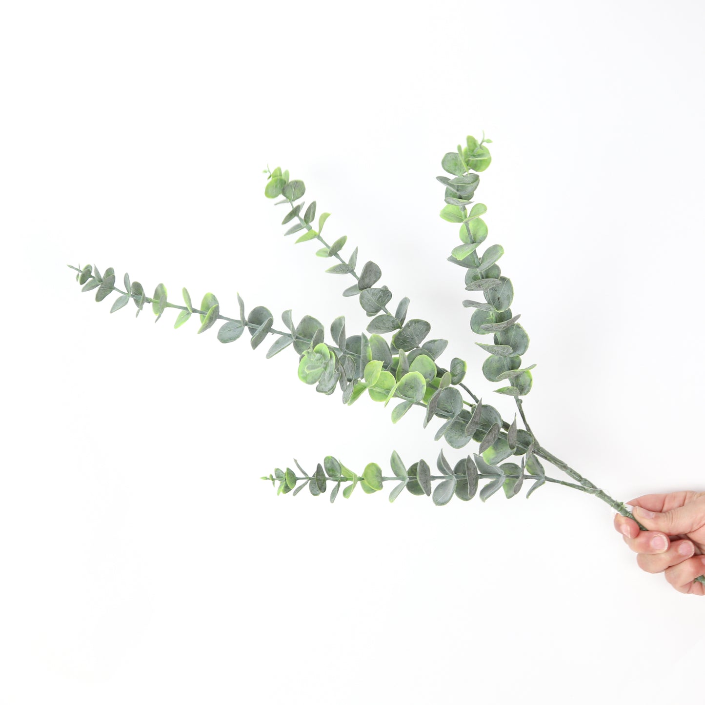 Triple Green Eucalyptus