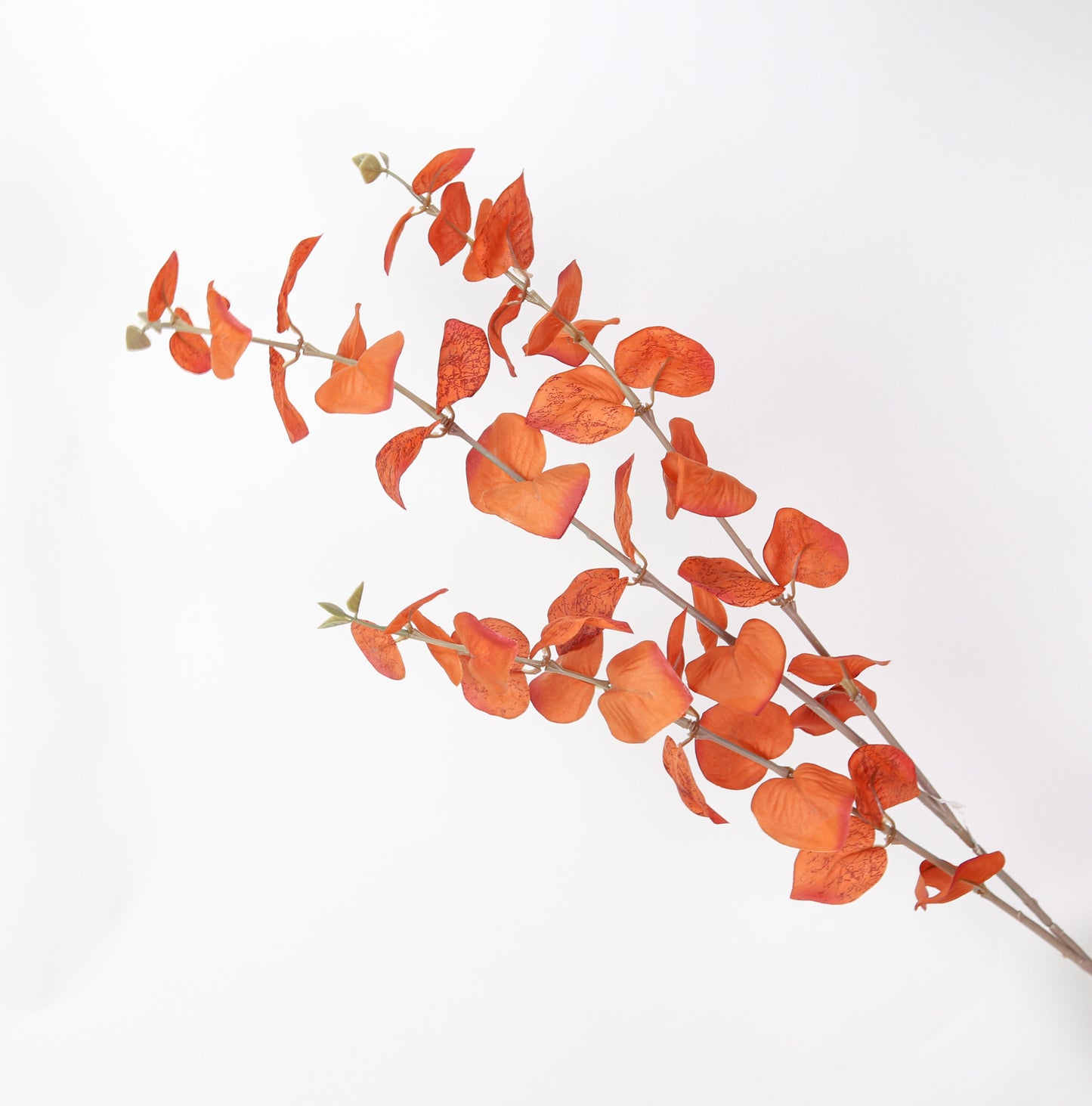 Fall Eucalyptus Orange