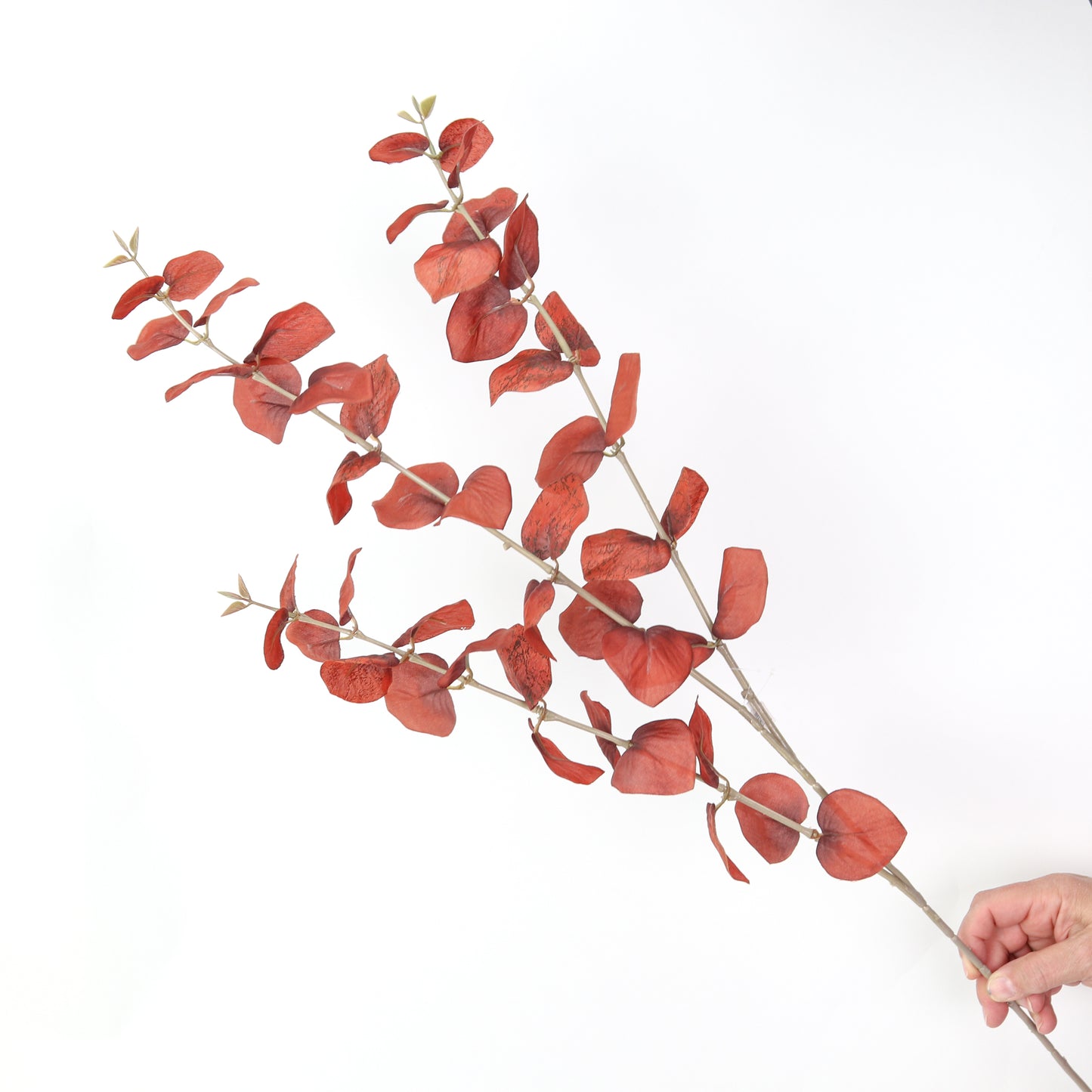 Fall Eucalyptus Red