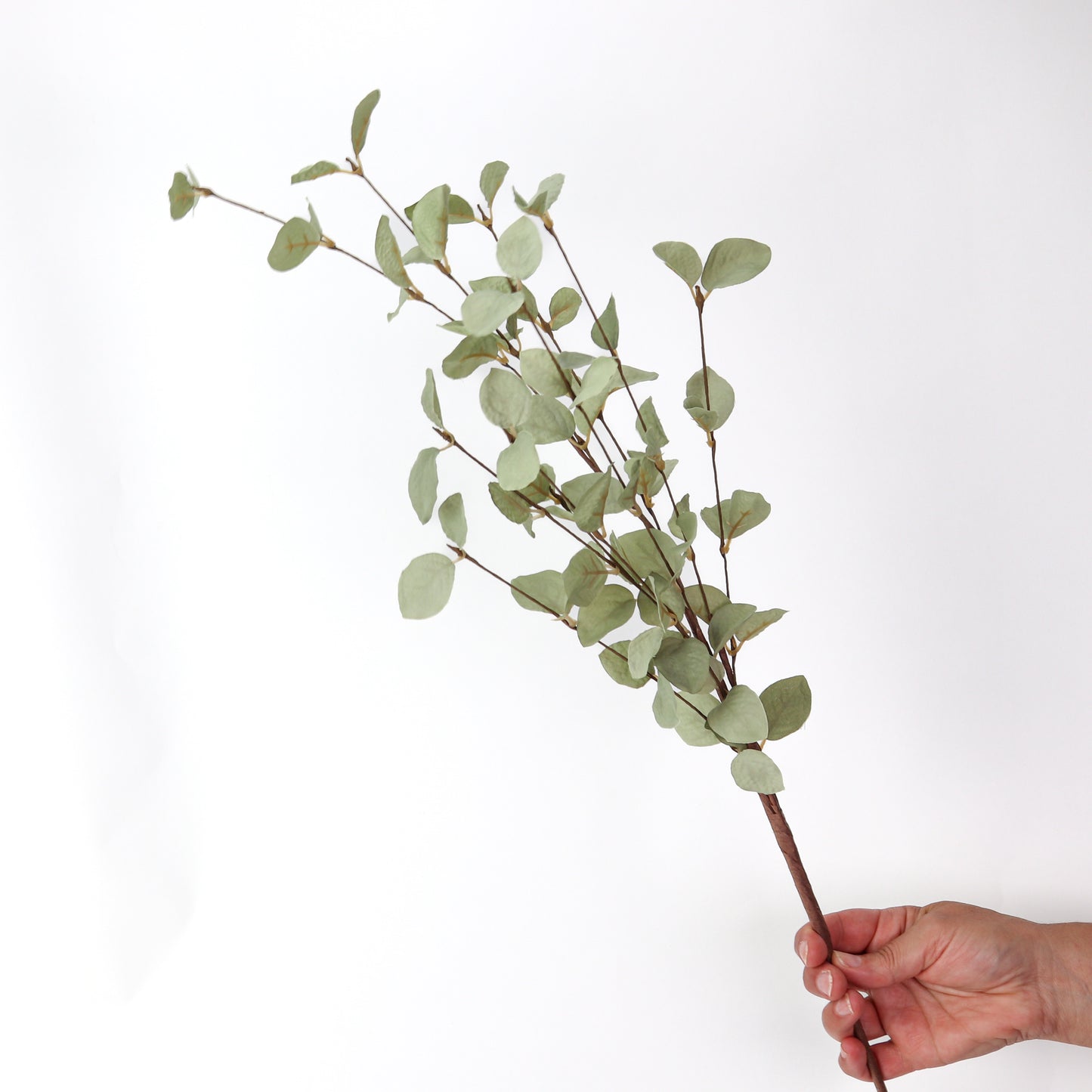 Light Green Eucalyptus