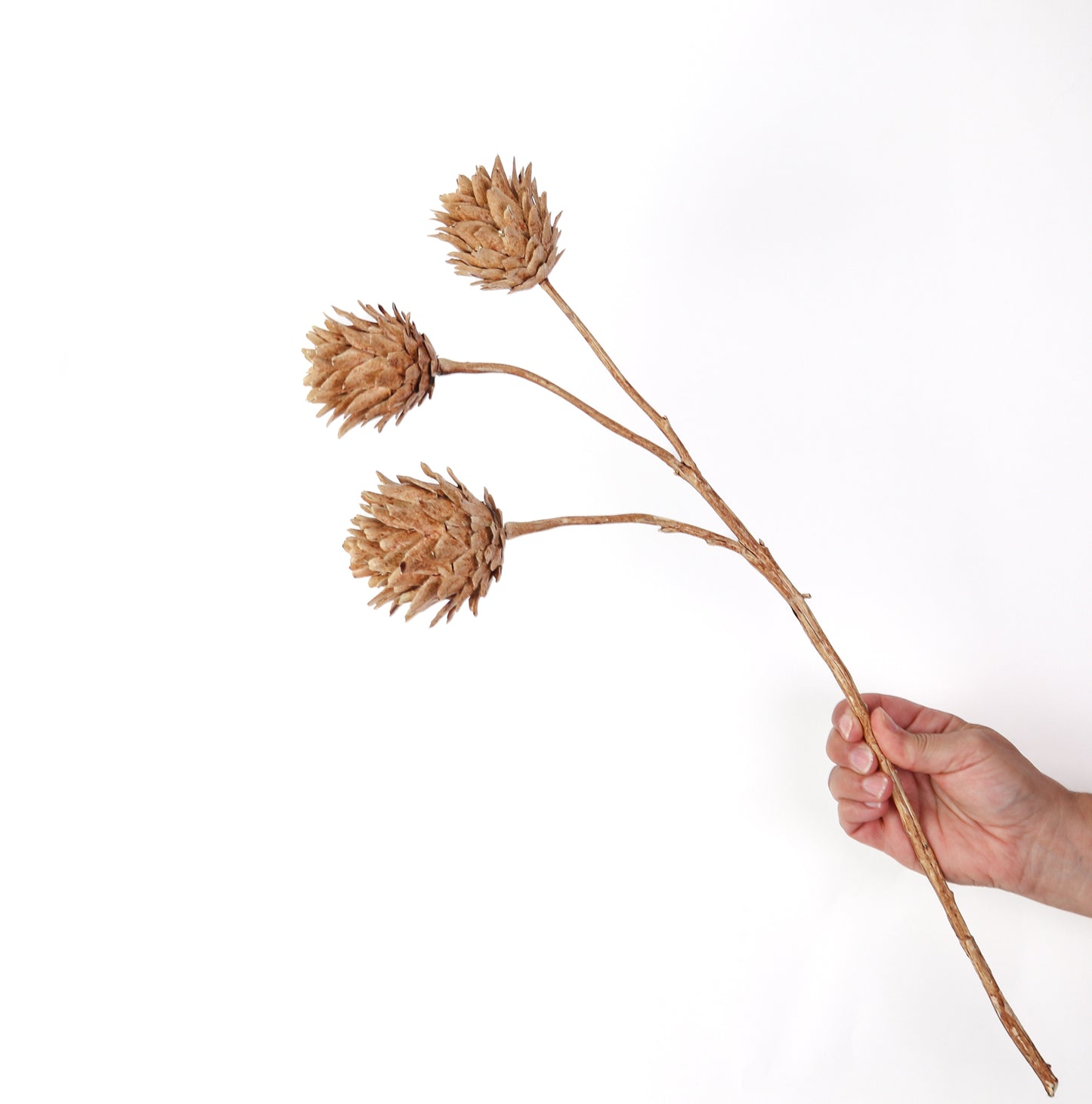 Triple Artichoke Stem