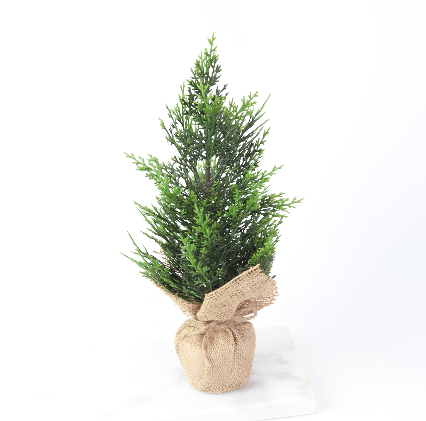 15" Cedar Tree W/Burlap