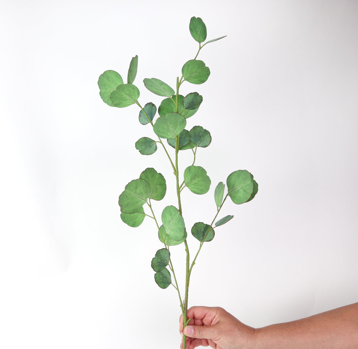 Round Eucalyptus