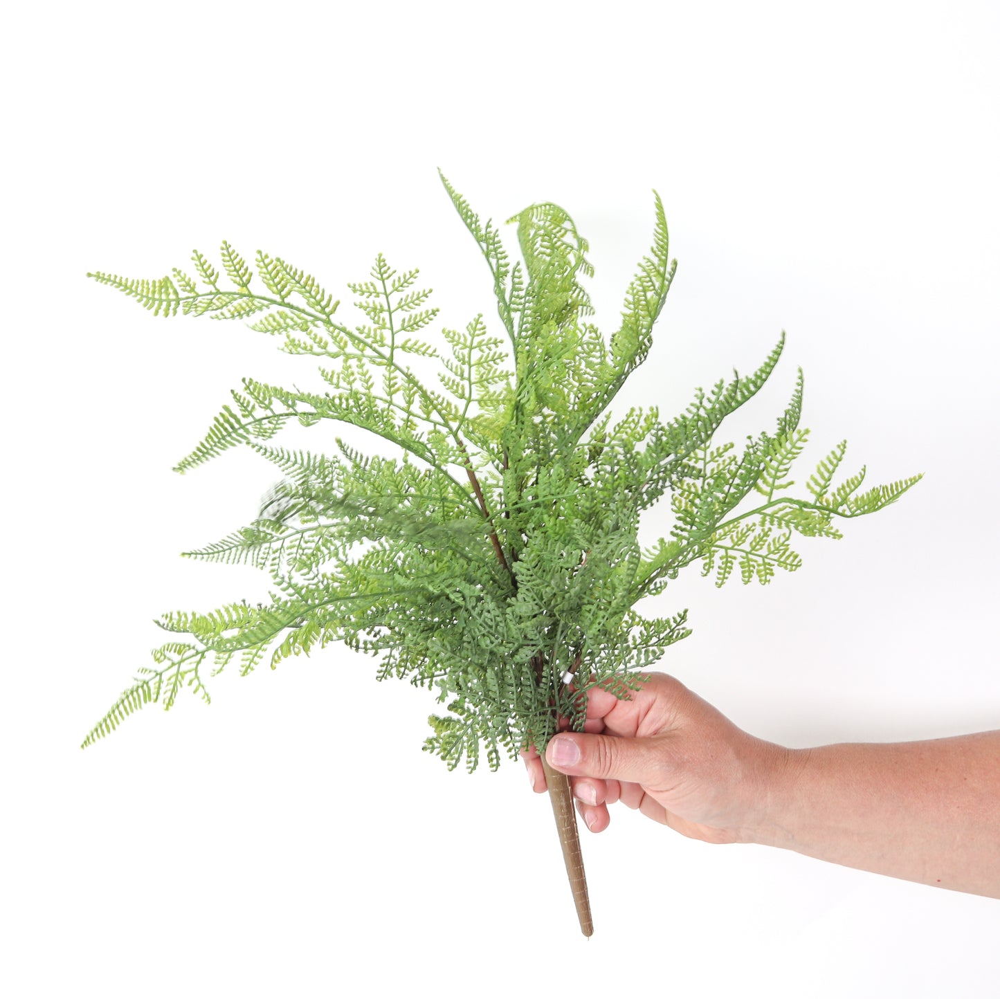 Fern-Curly