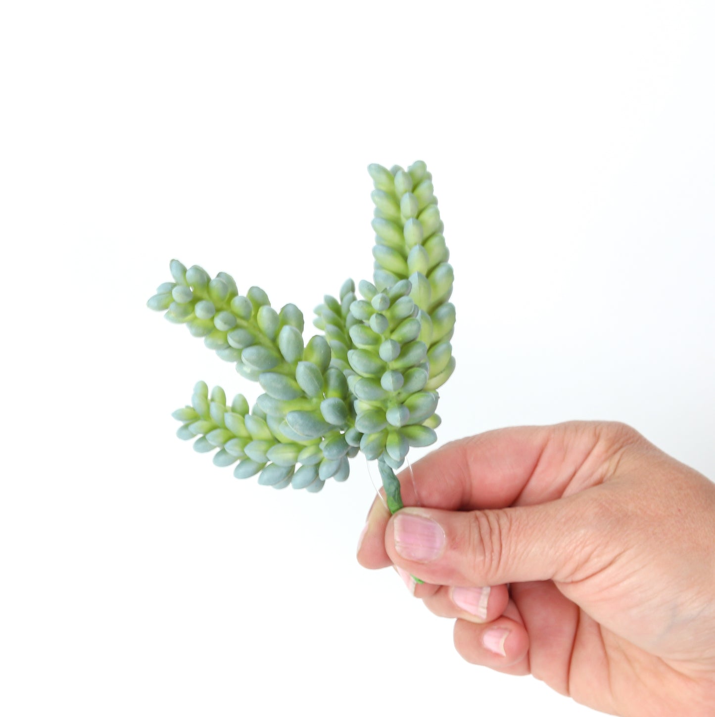 4.5 Sedum