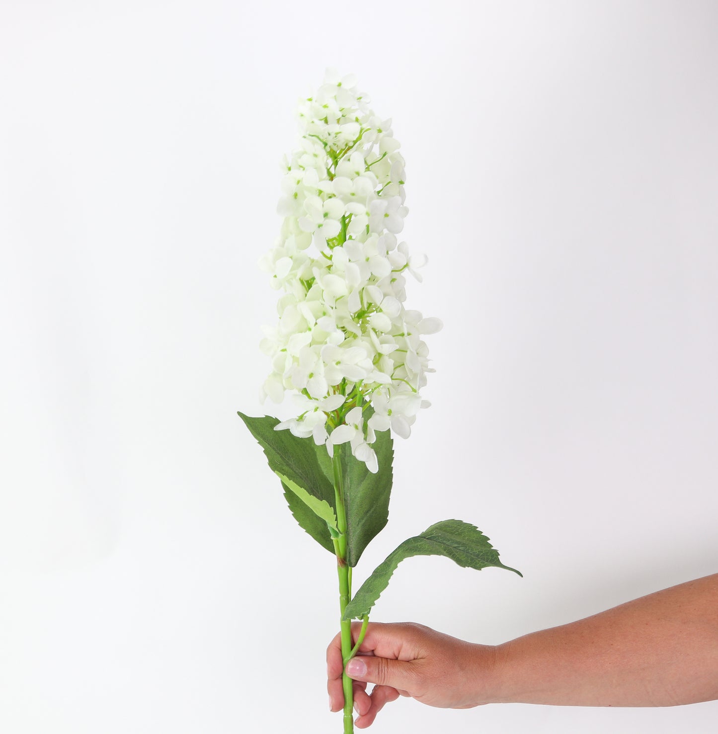 White Cone Hydrangea