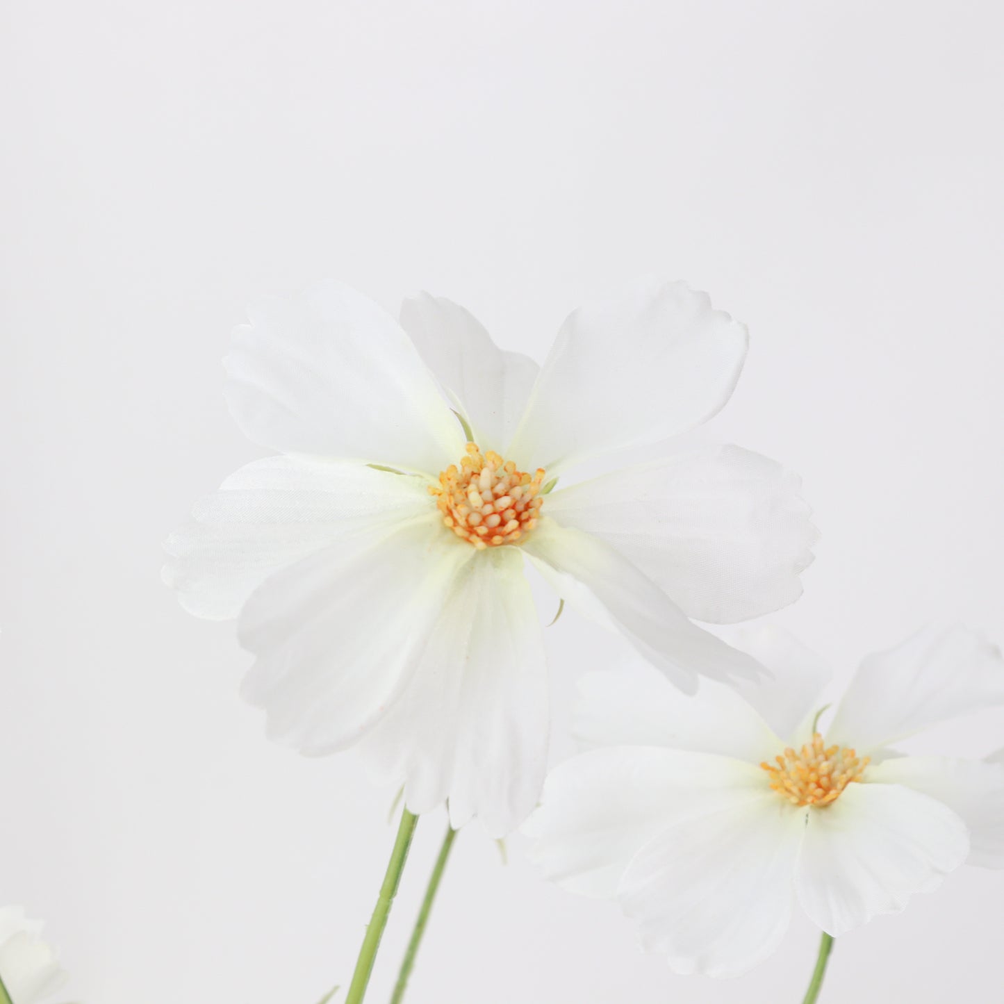35" White Cosmo