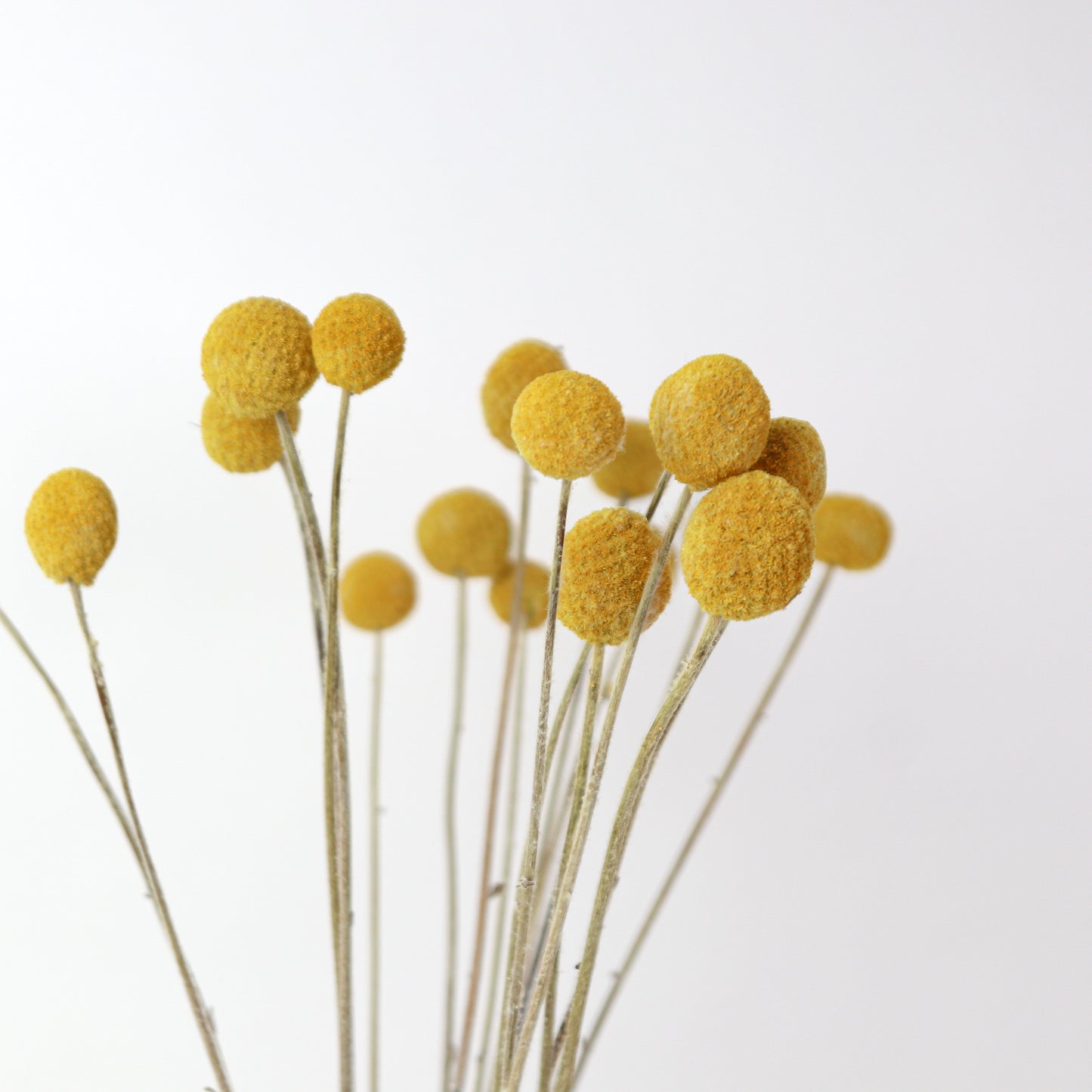 Dried Yellow Billie