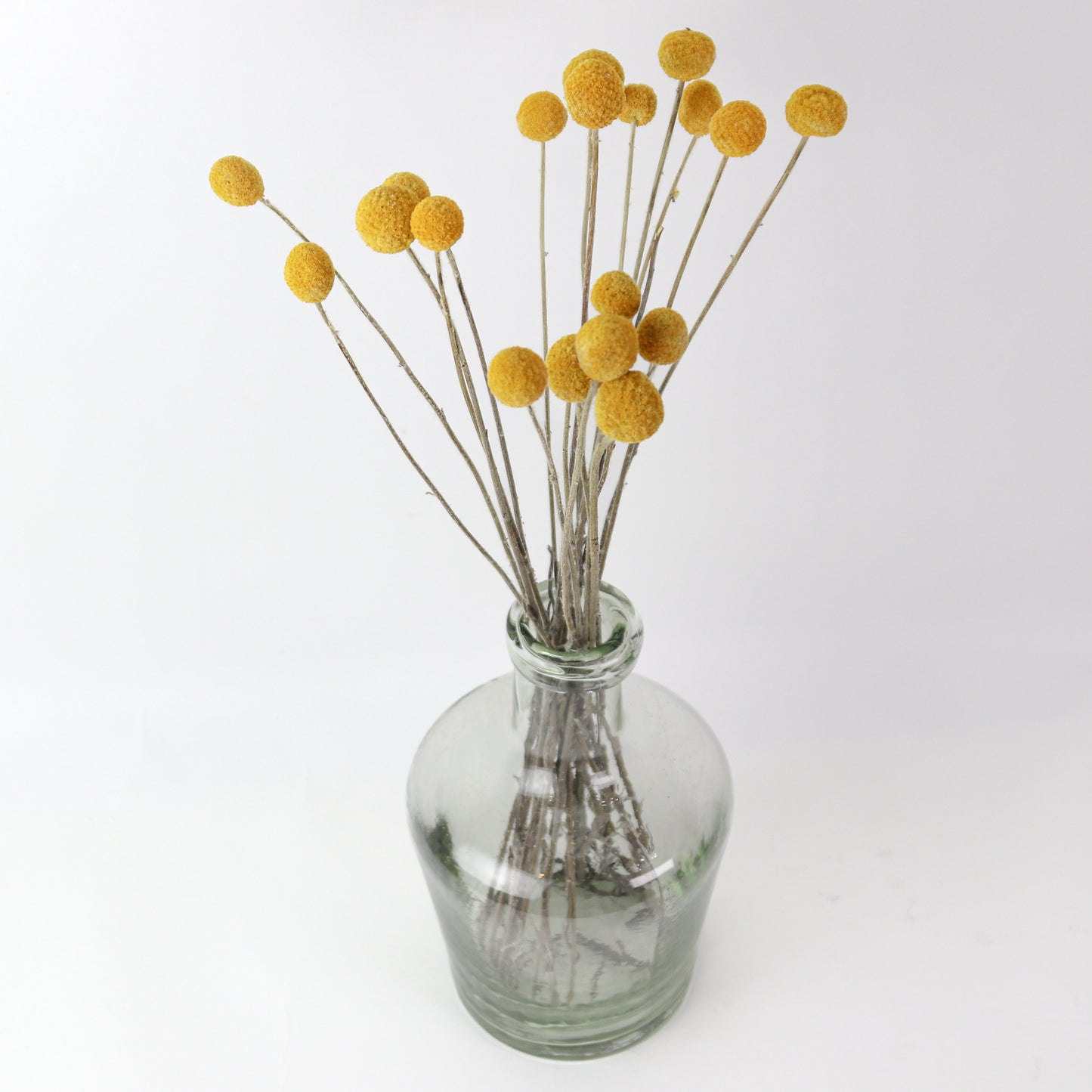 Dried Yellow Billie