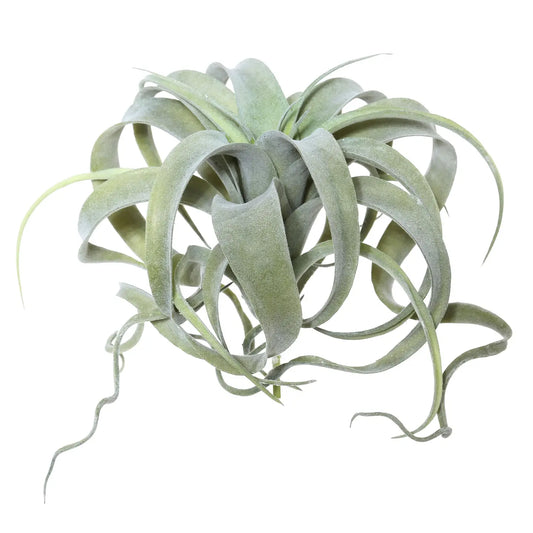 Curly Air Plant 10.5"