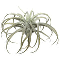 10.5" Air Plant