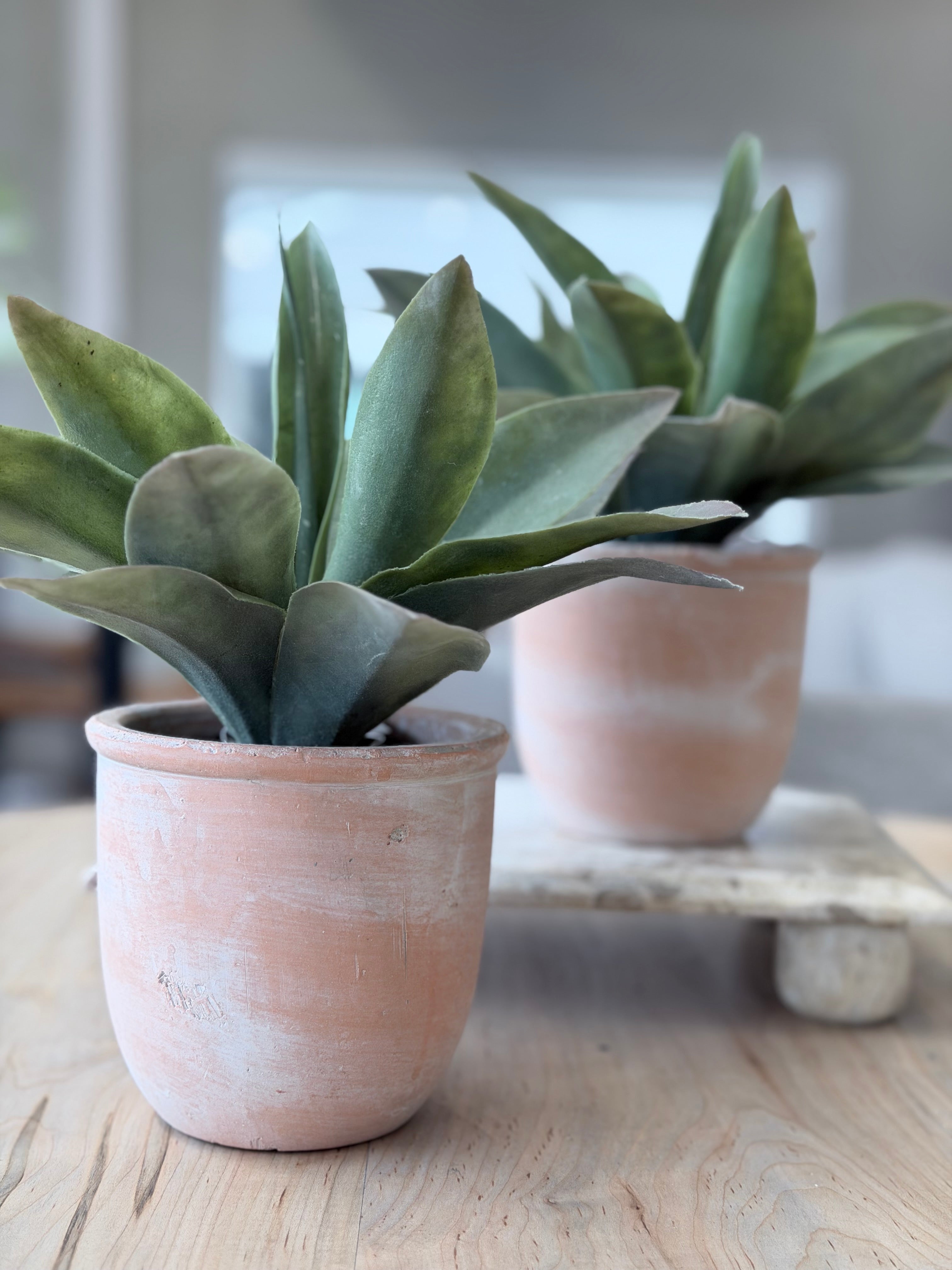 Propeller Plant in Pot