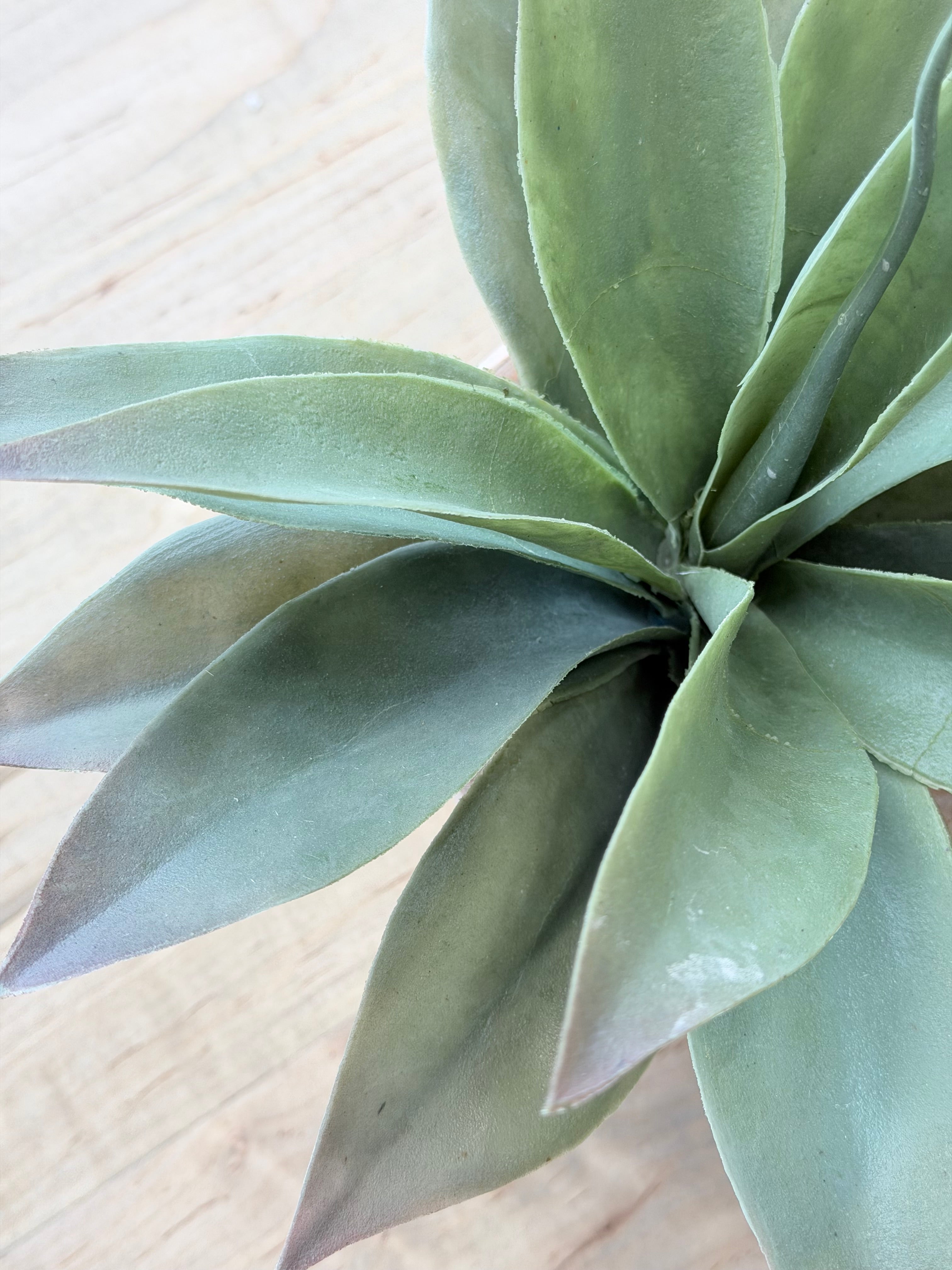 Propeller Plant in Pot