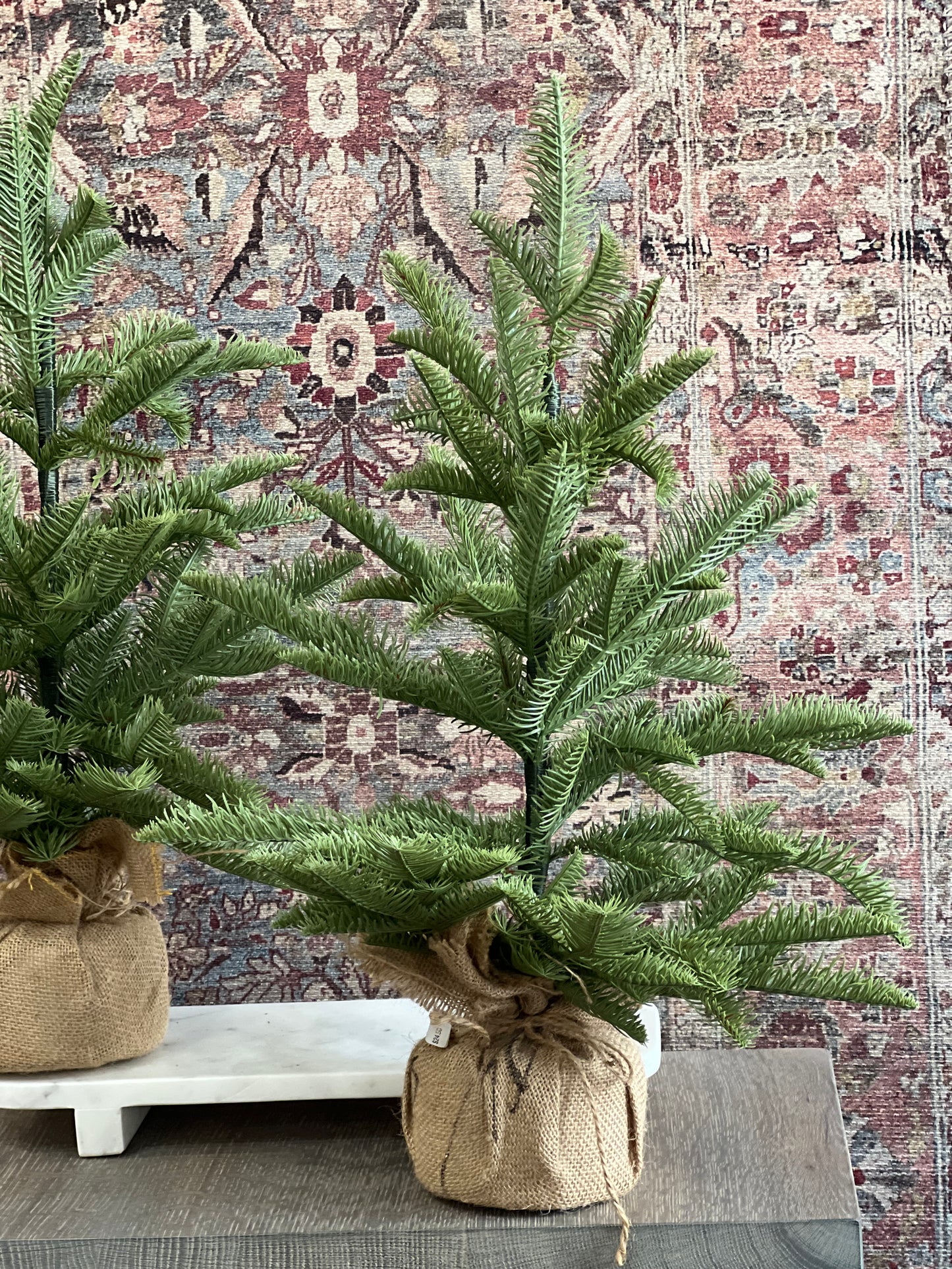 20" Spruce in Burlap