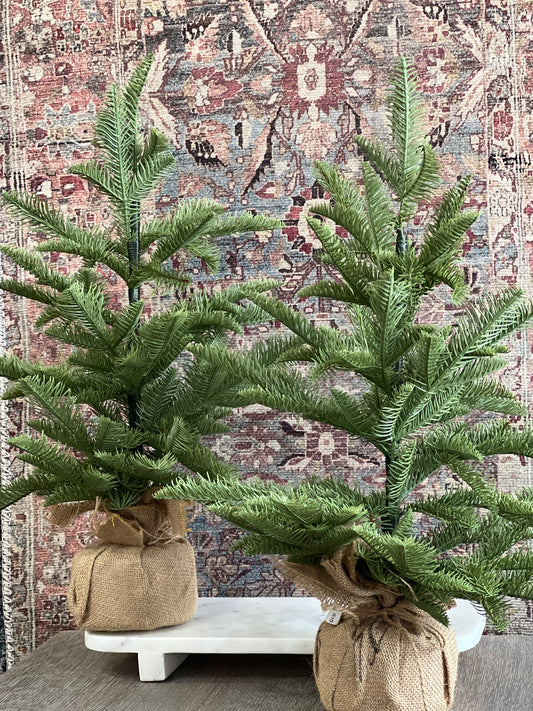20" Spruce in Burlap