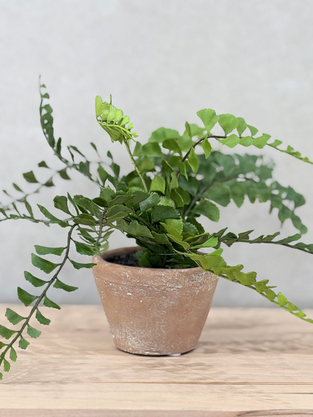 Button Fern in Pot
