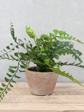 Button Fern in Pot