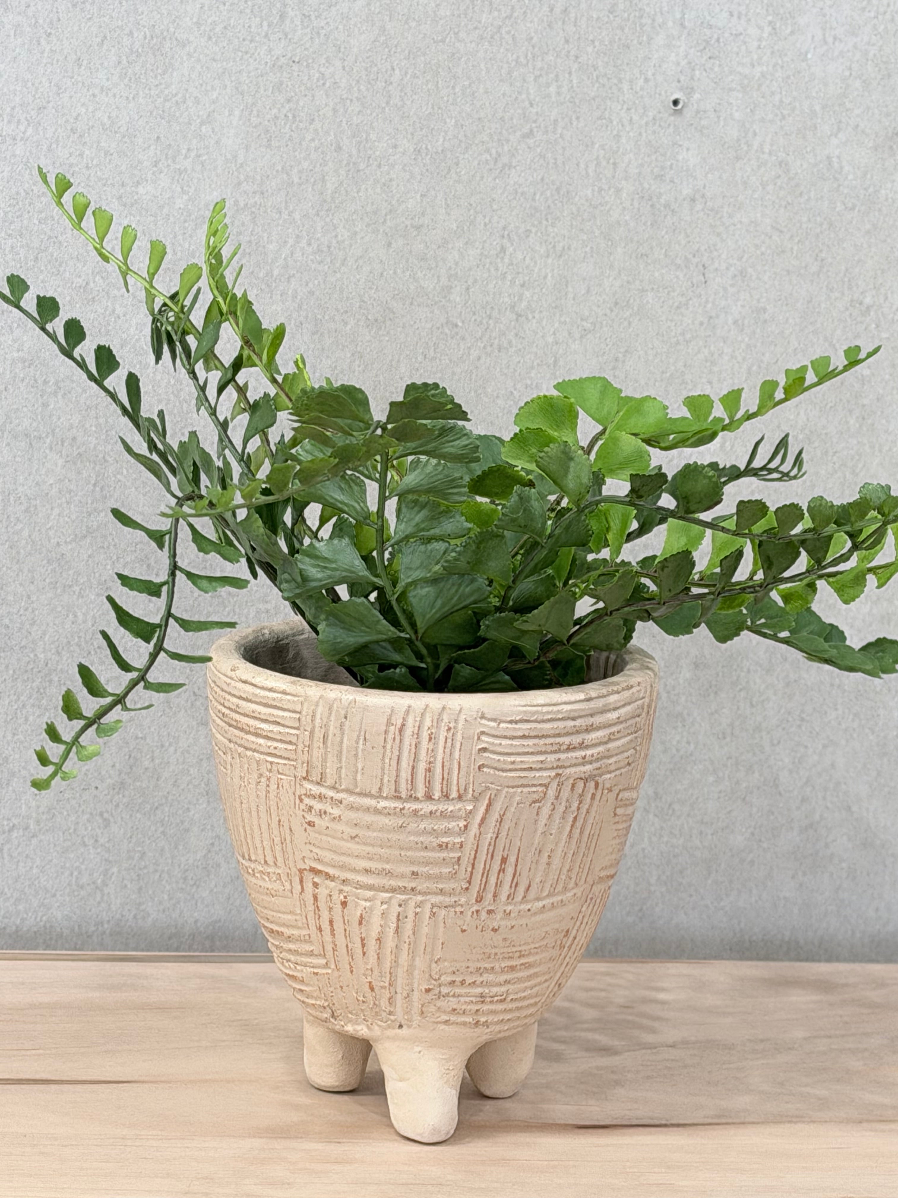 Button Fern in Pot