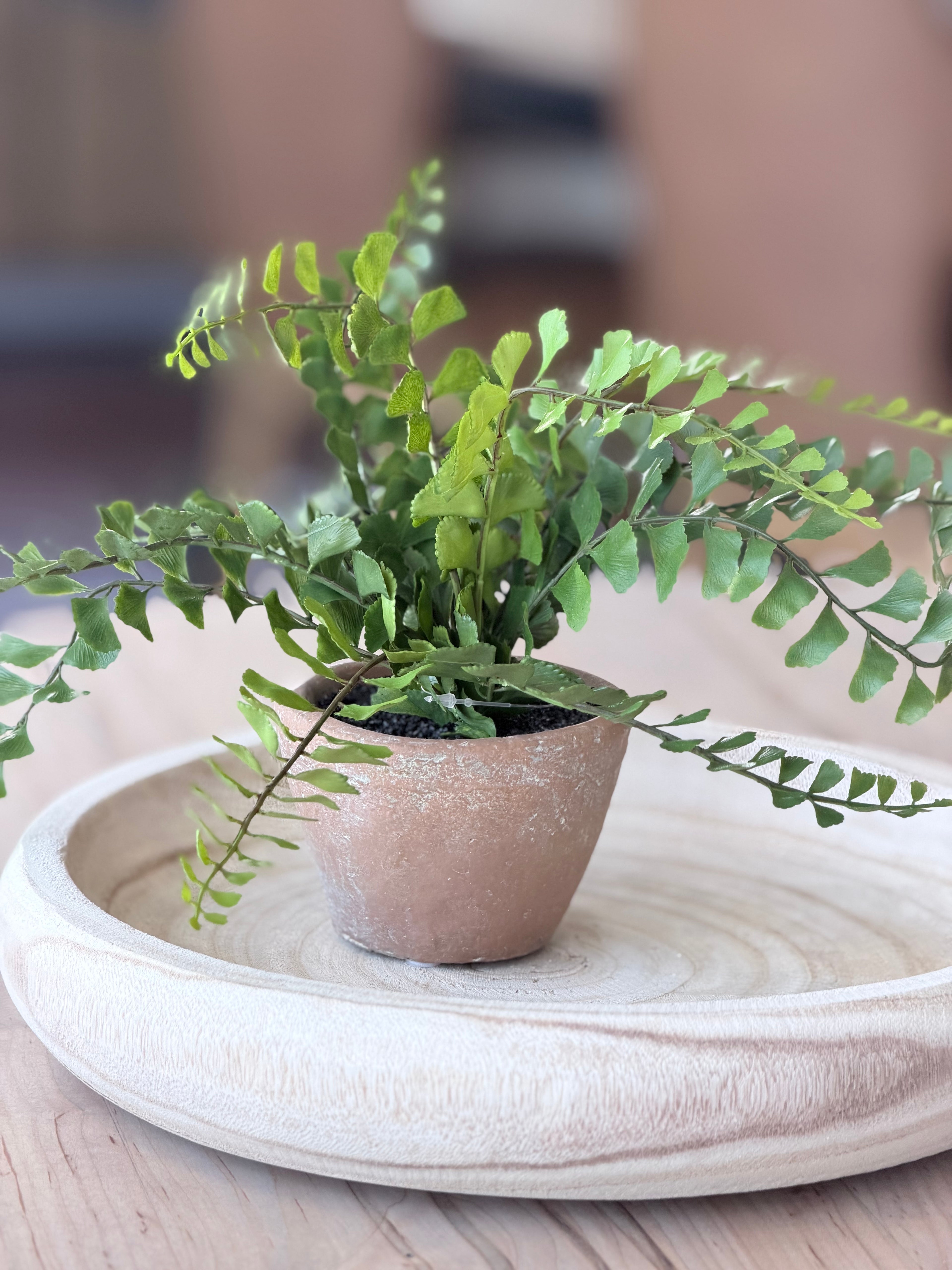 Button Fern in Pot