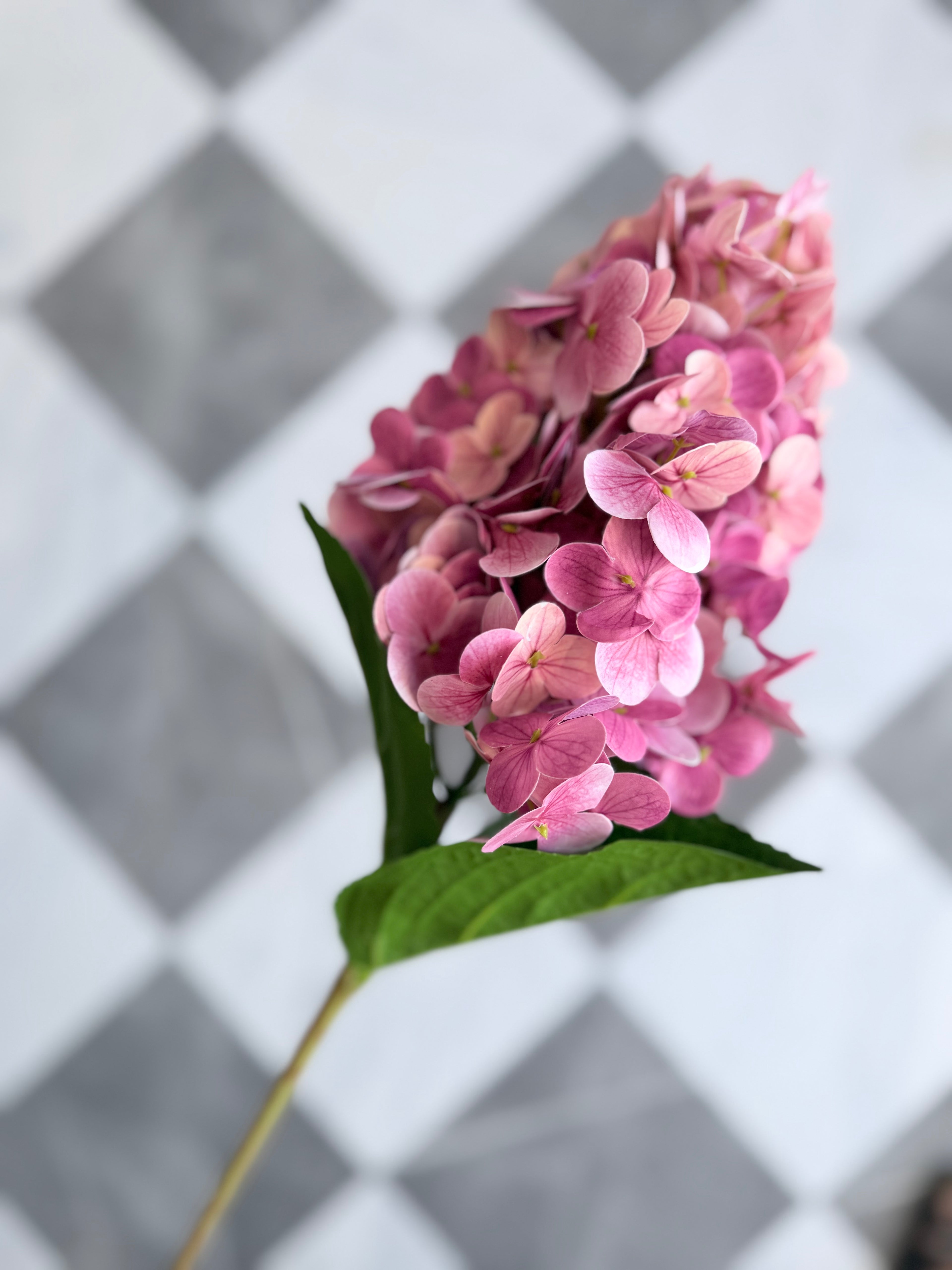 Dark Pink Cone Hydrandea