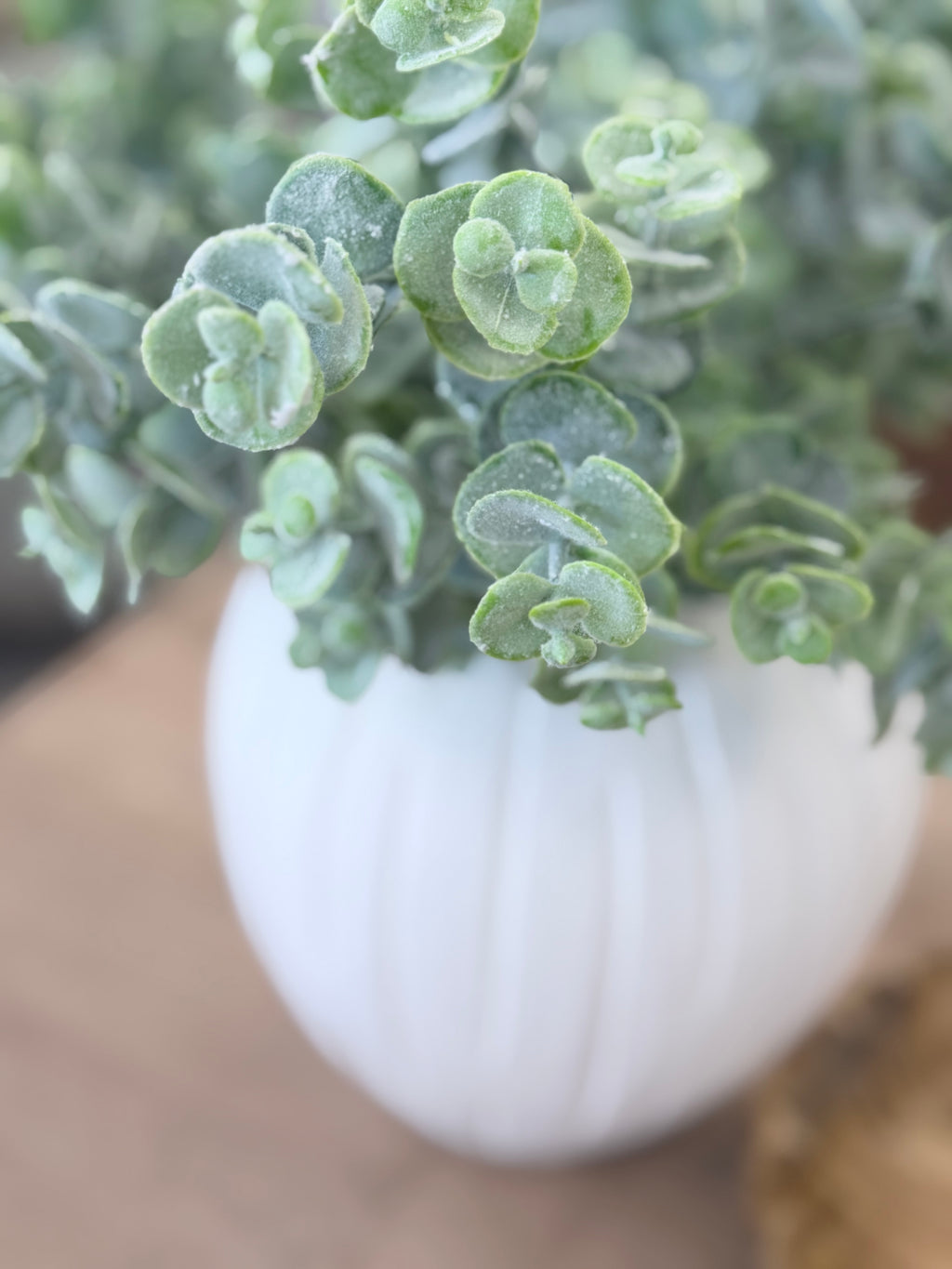 13.8" Eucalyptus Bush
