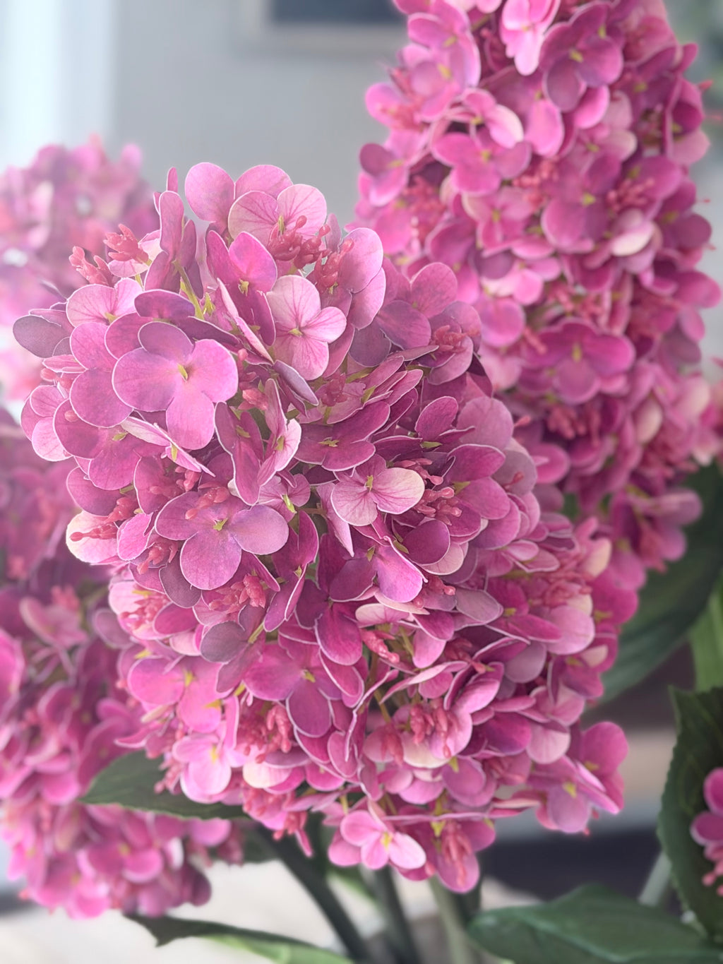 Fuchsia Cone Hydrangea 32"