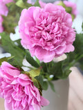 23" Peony PInk