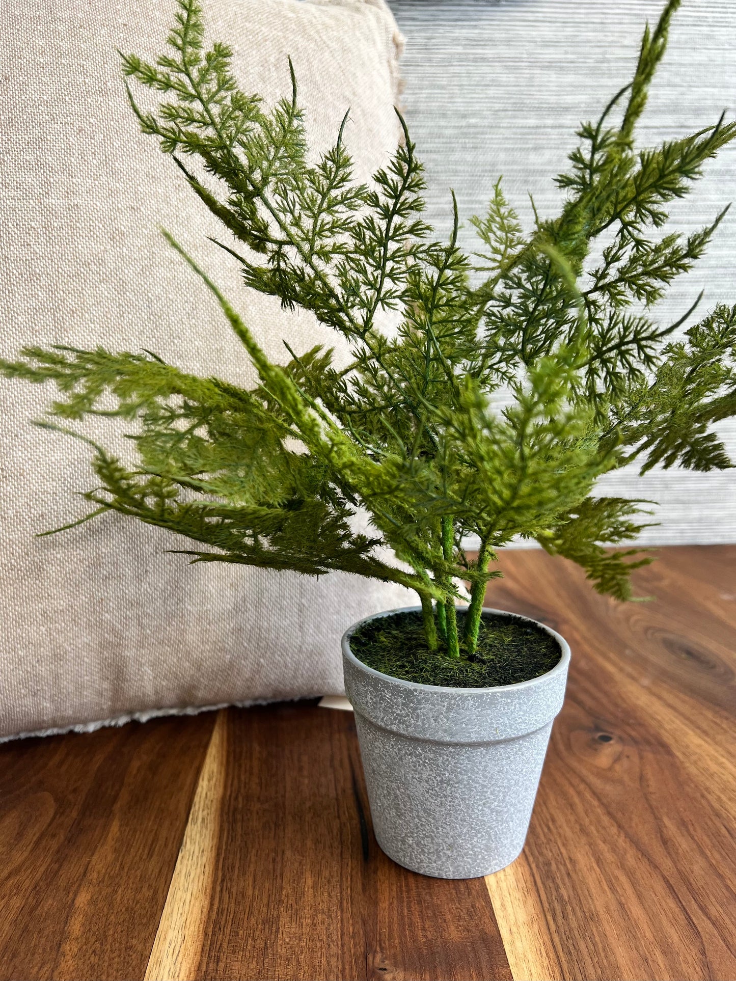 PLUMOSA FERN 13"