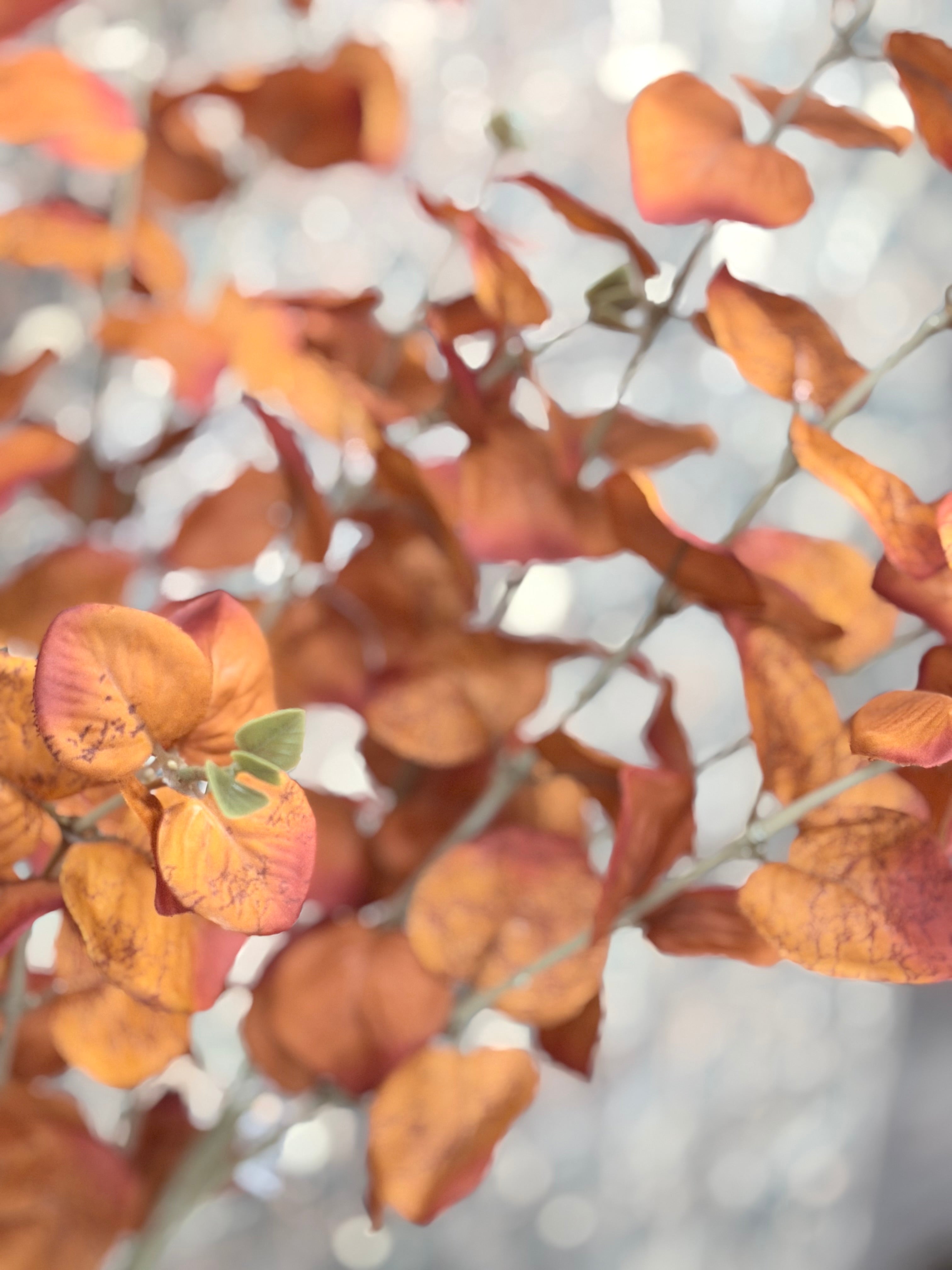 35" Orange Eucalyptus Fall