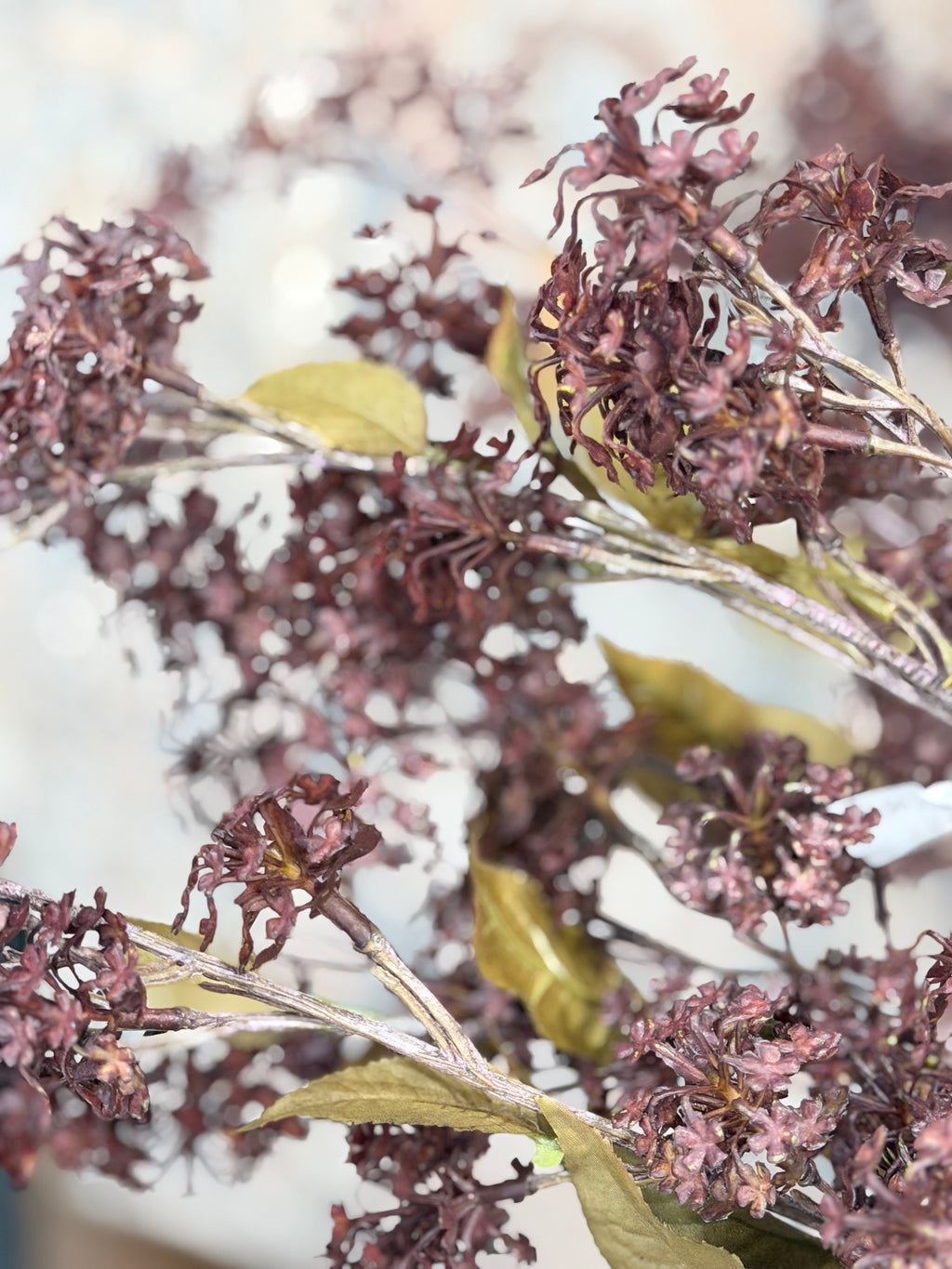 Burgundy Elderberry Stem