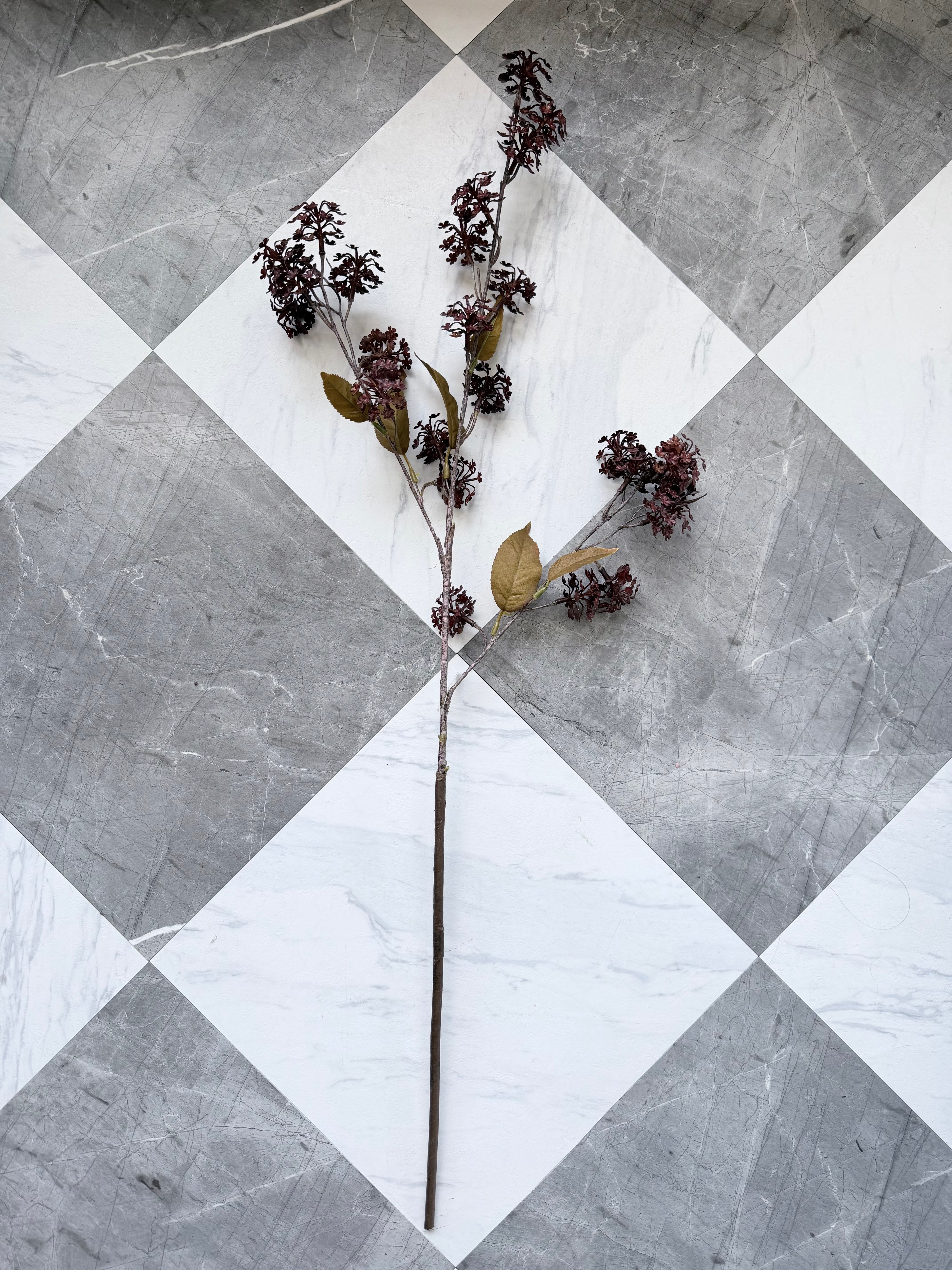 Burgundy Elderberry Stem