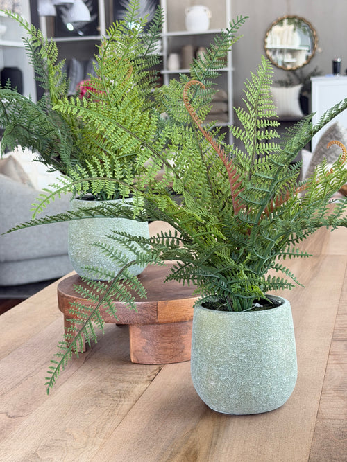 14" Leather Fern in Pot