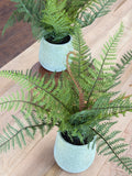 14" Leather Fern in Pot