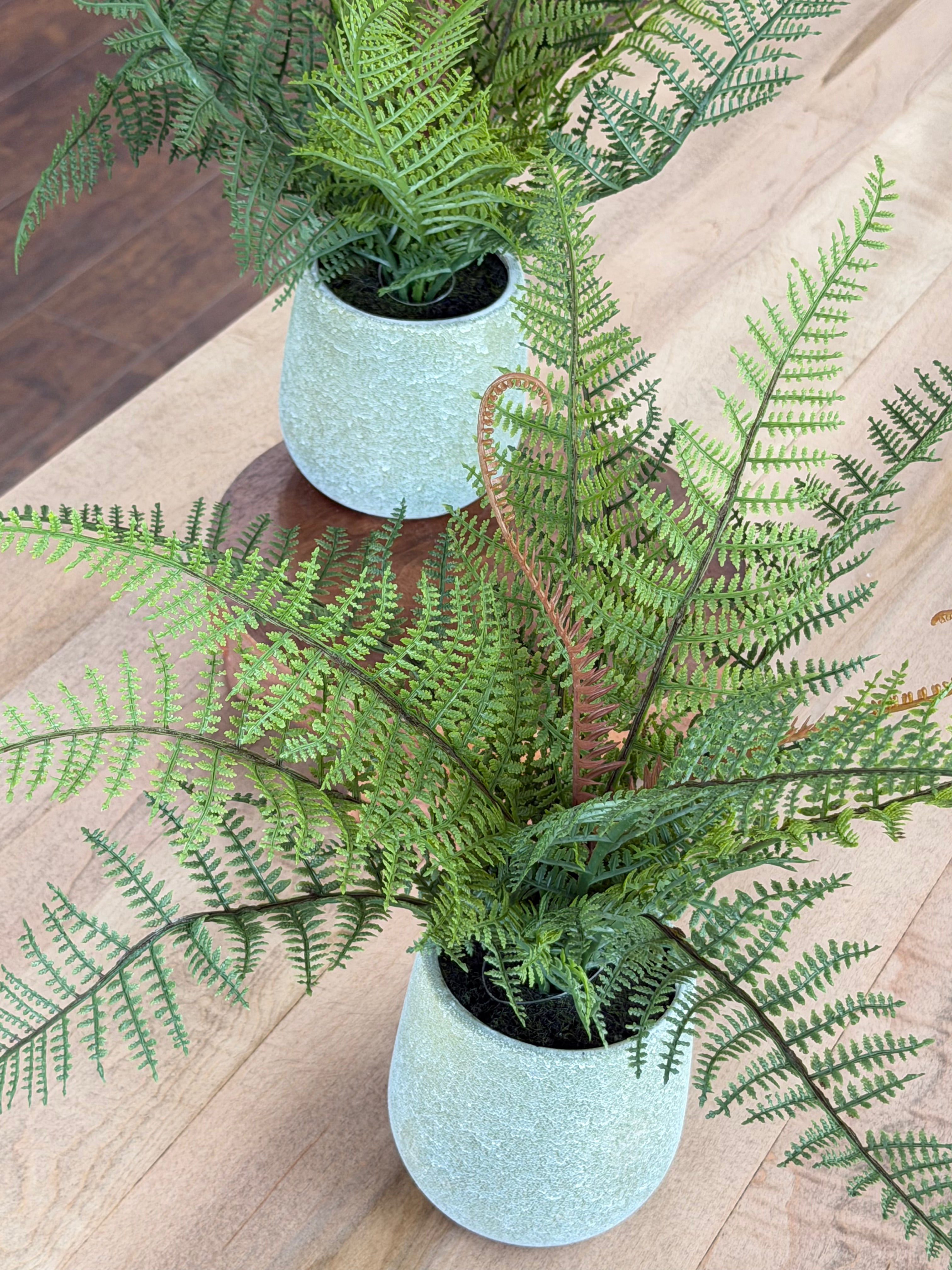 14" Leather Fern in Pot