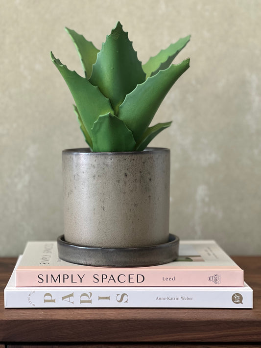 Aloe in Pot