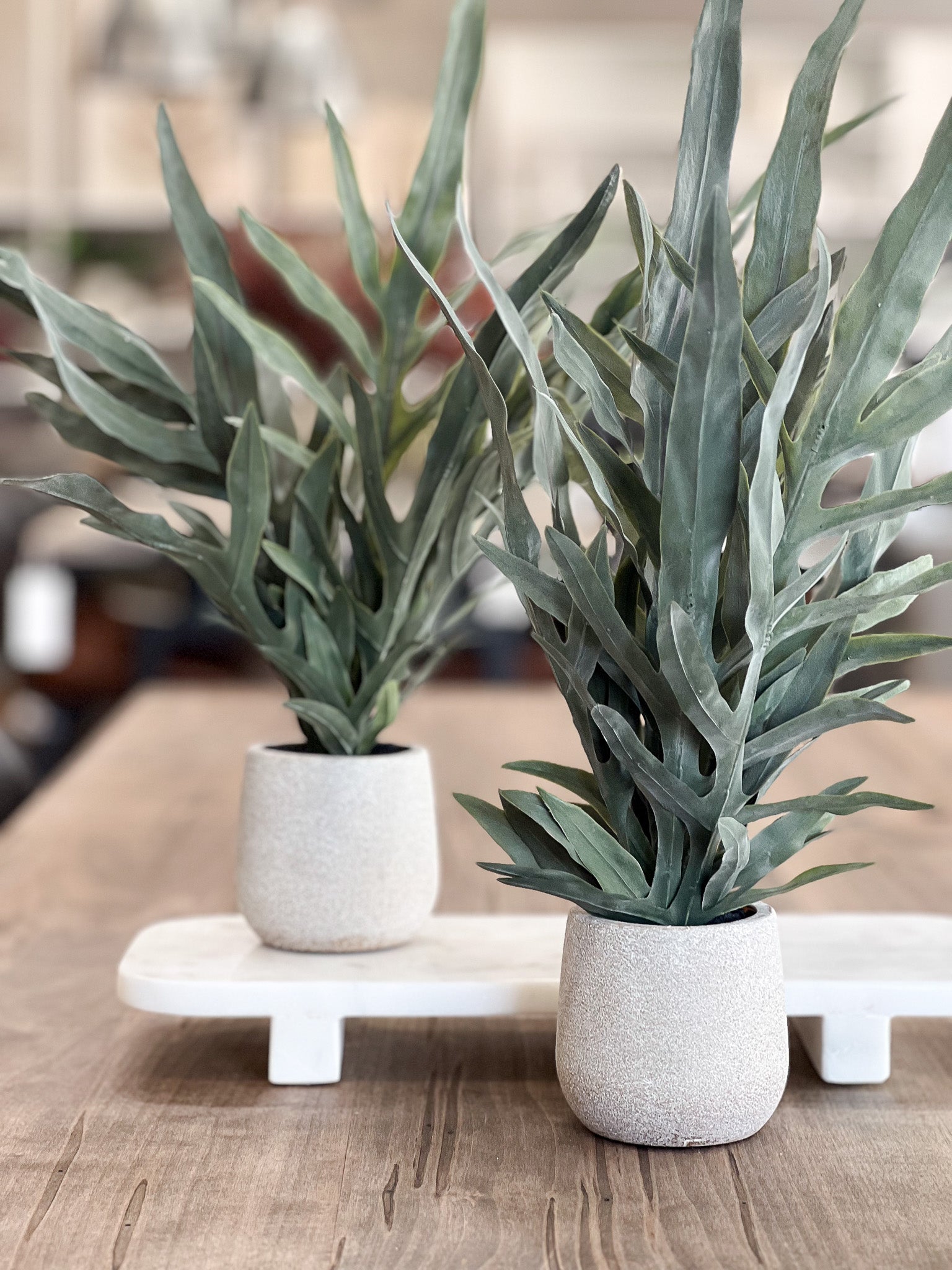 Java Plant in Ceramic Pot