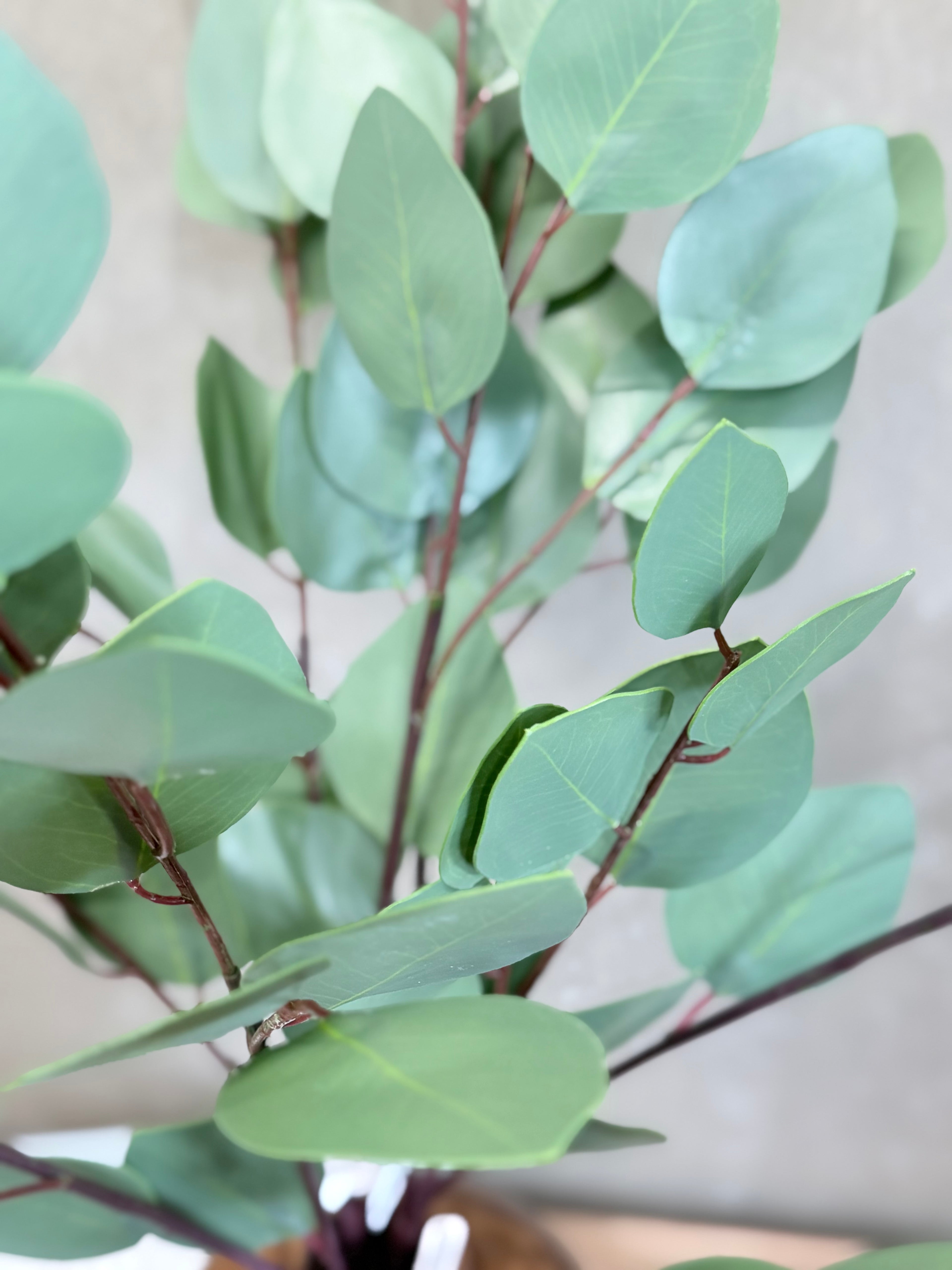 Heart Eucalyptus 28"