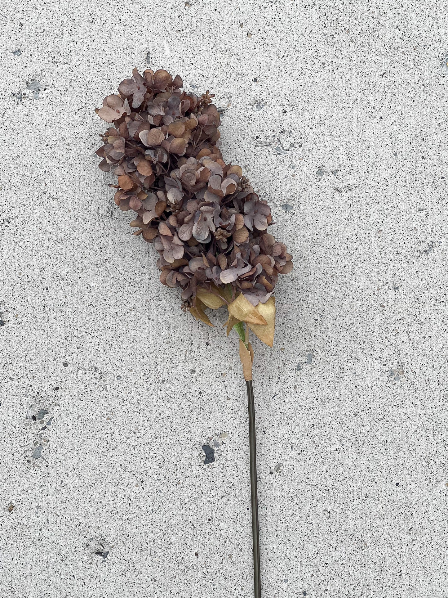 Brown Hydrangea Stem