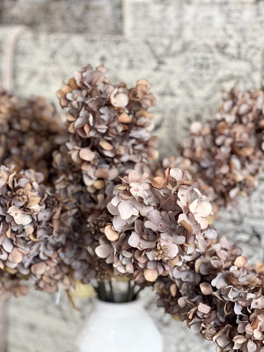 Brown Hydrangea Stem