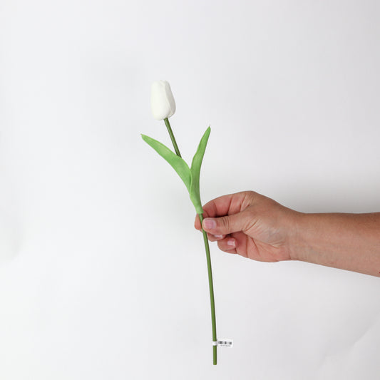 Creamy White Tulip